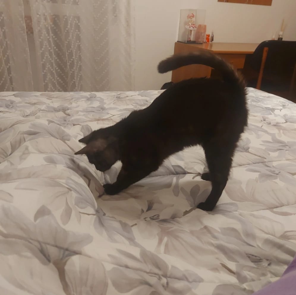Java