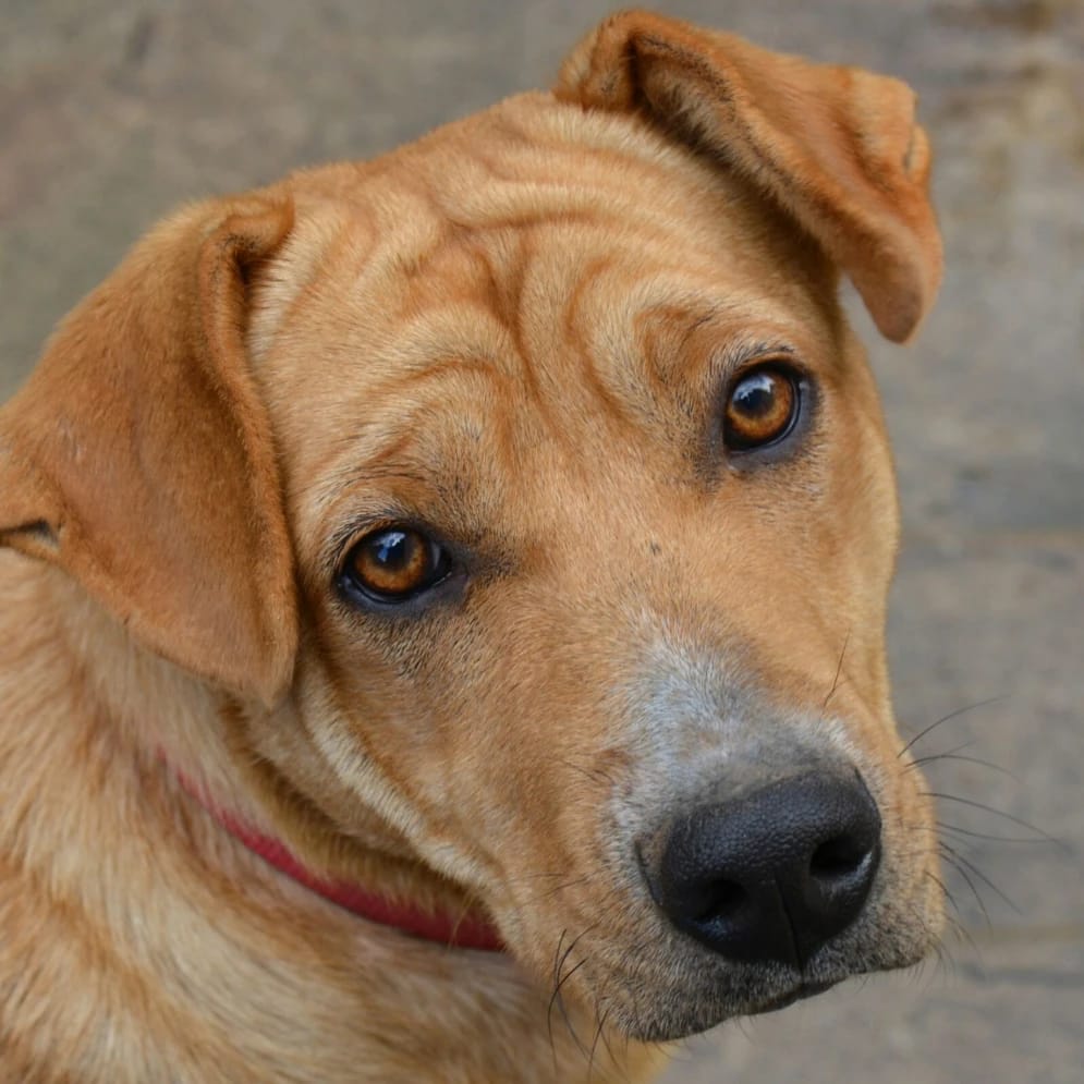 Perla