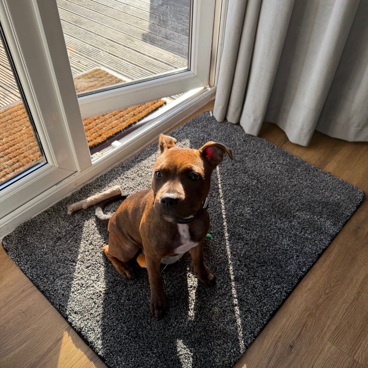Pippa