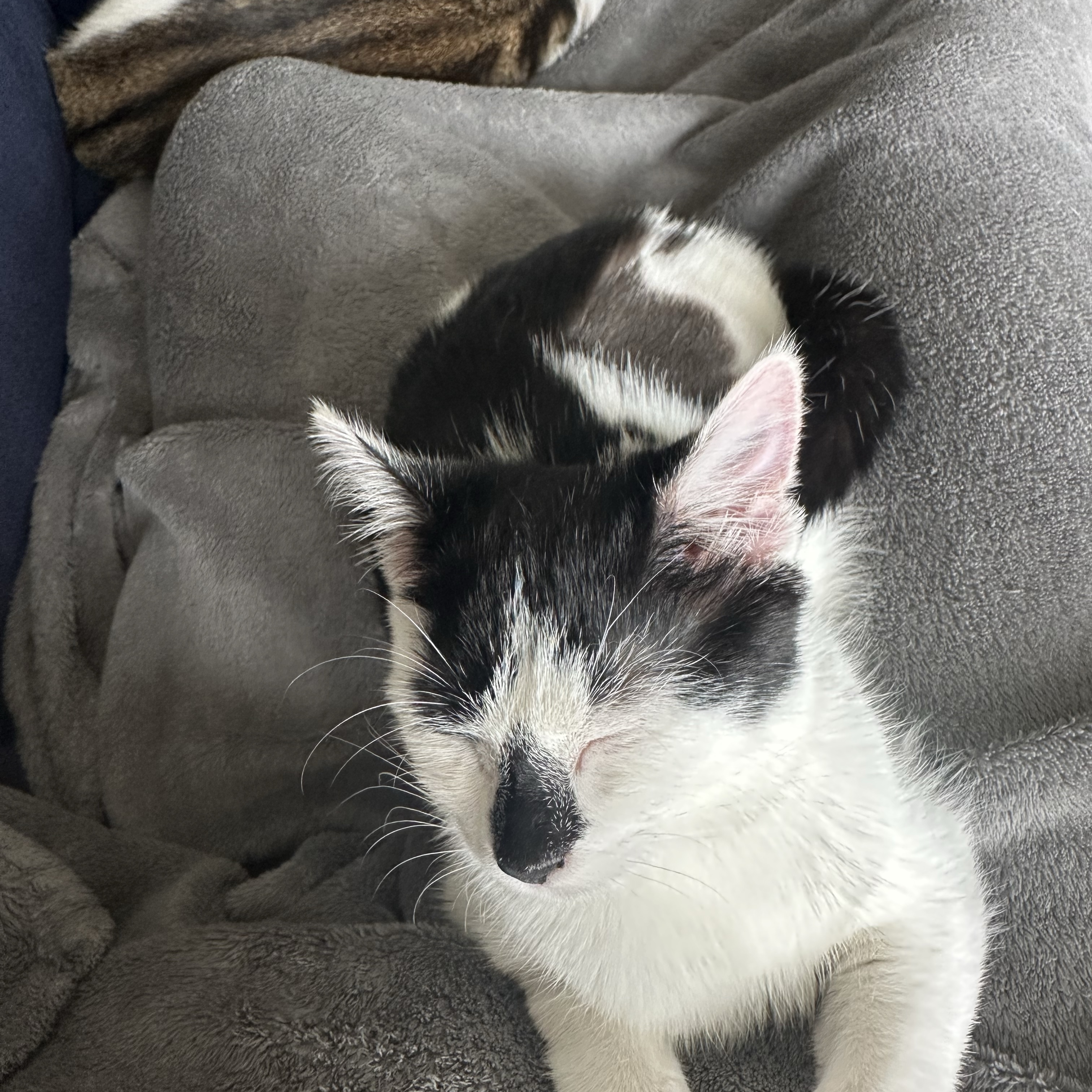 Oreo