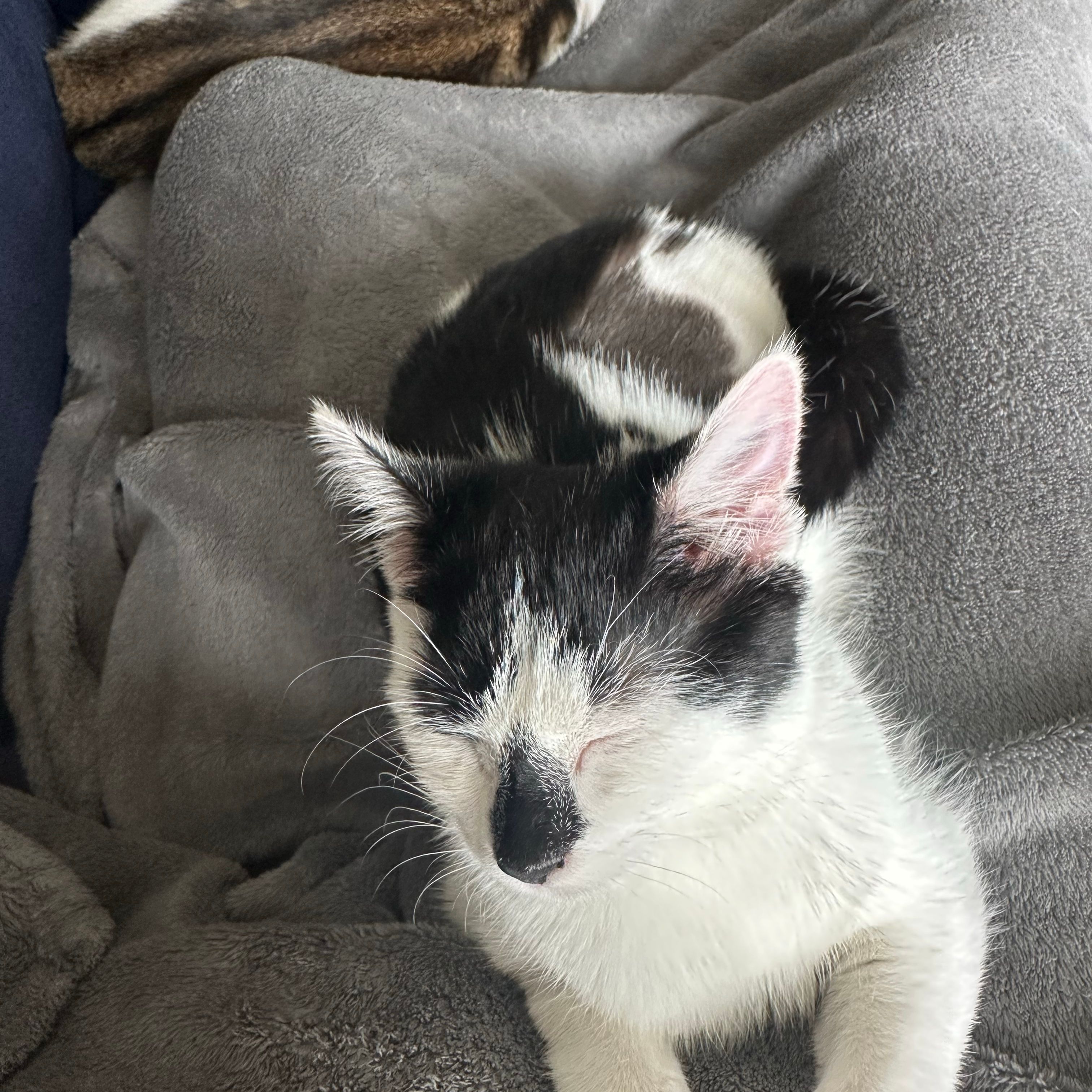 Oreo