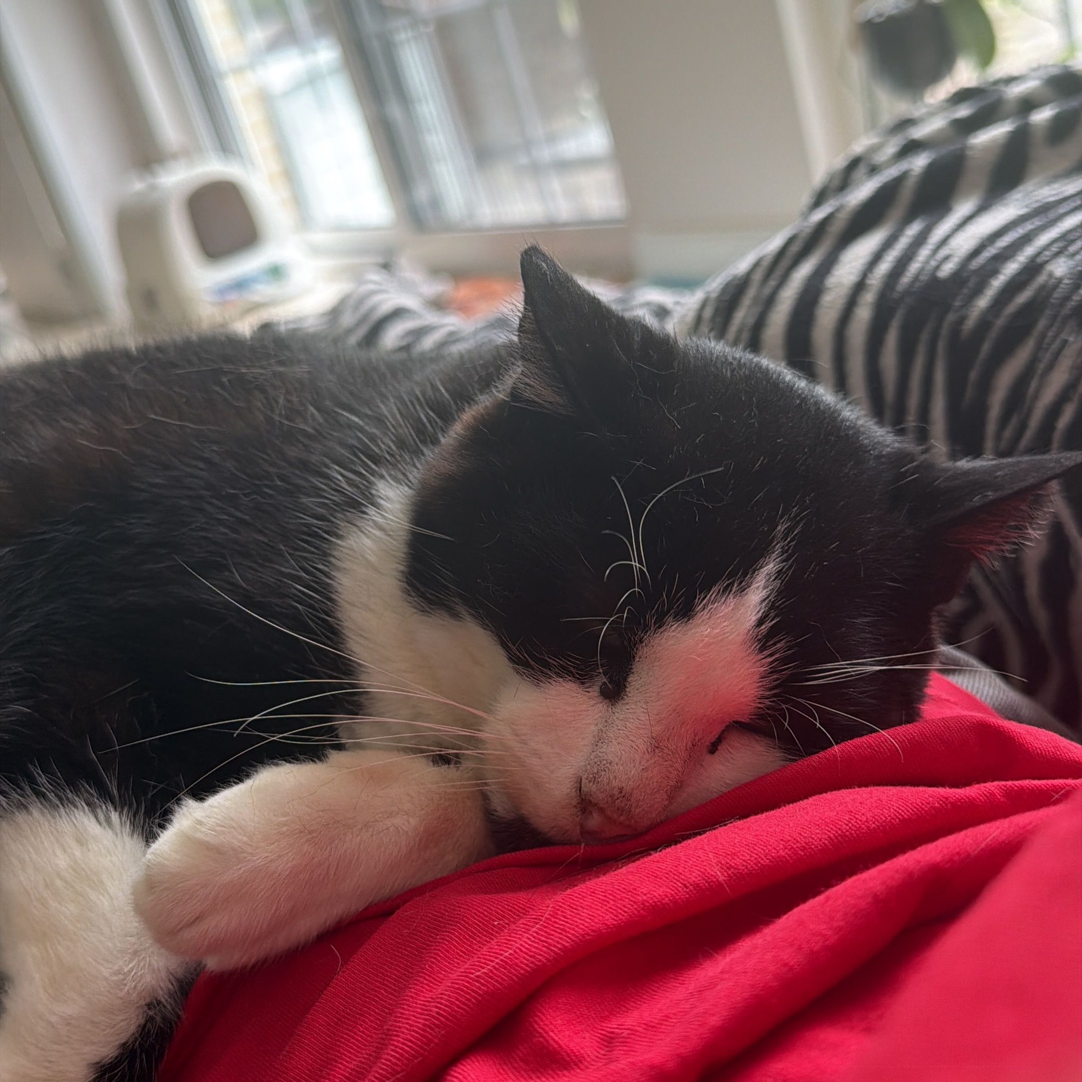 Snuffie