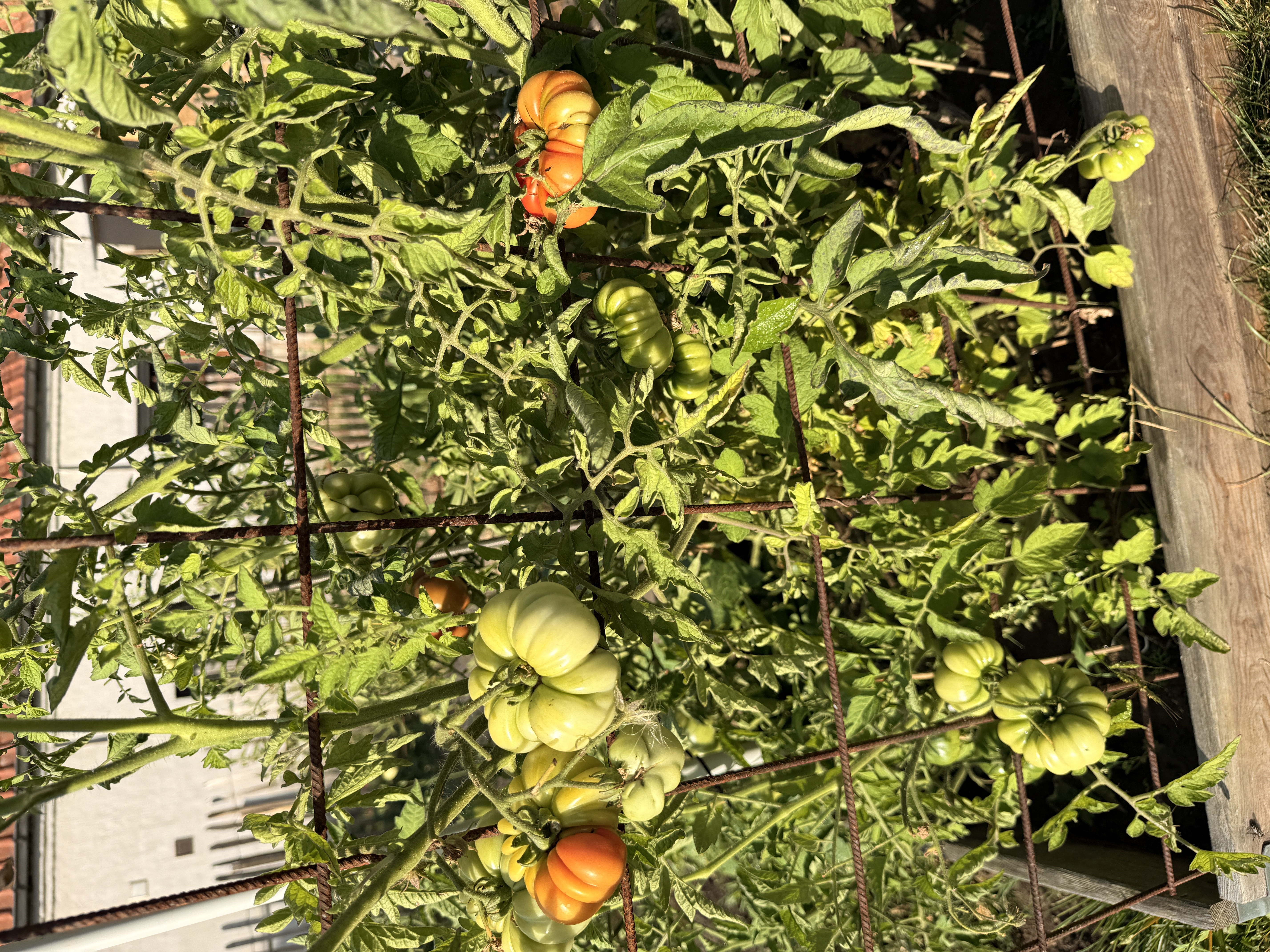 image-14