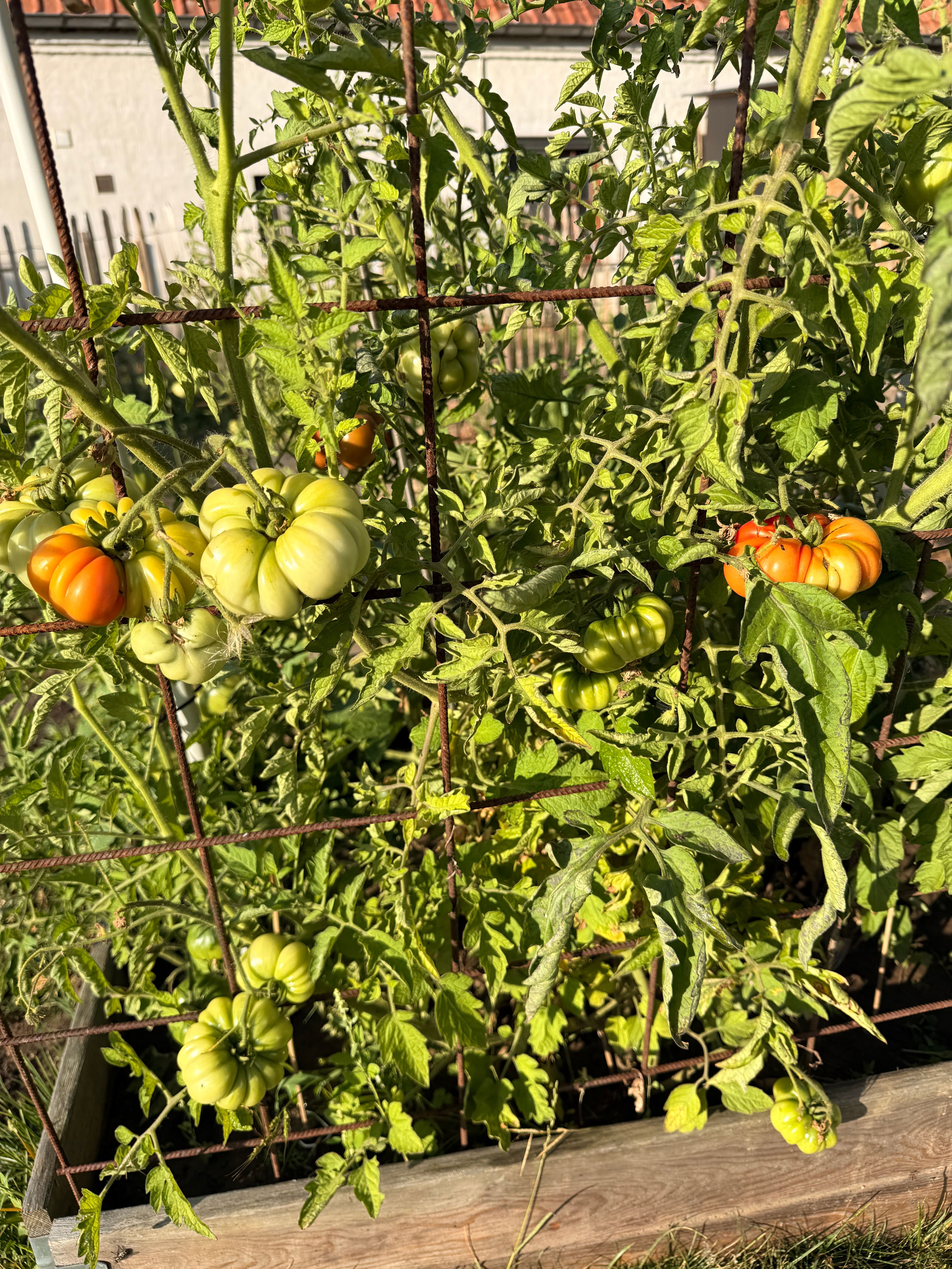 image-14