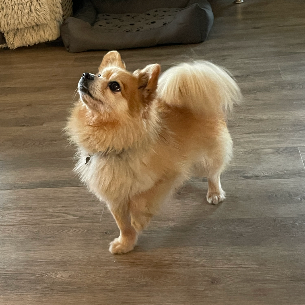 Simba