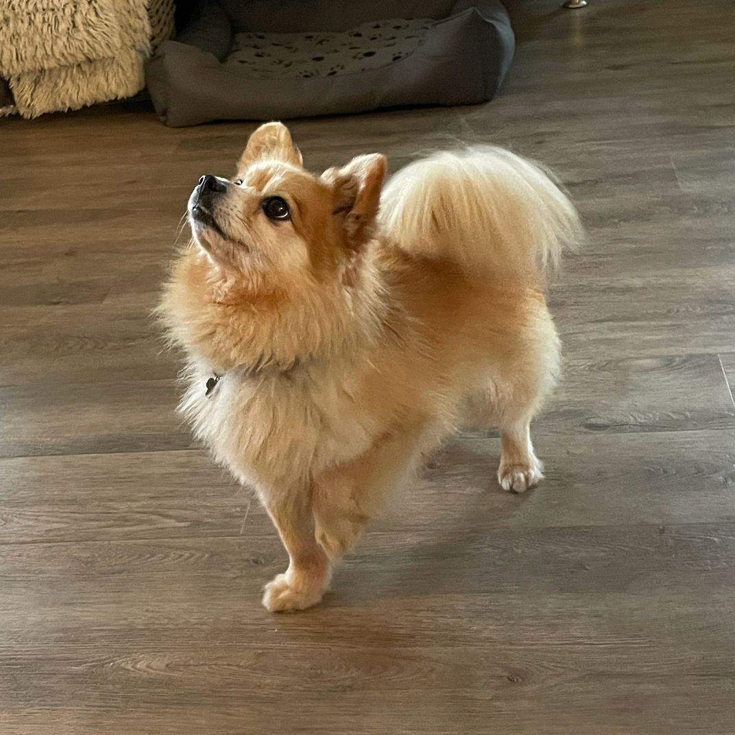 Simba