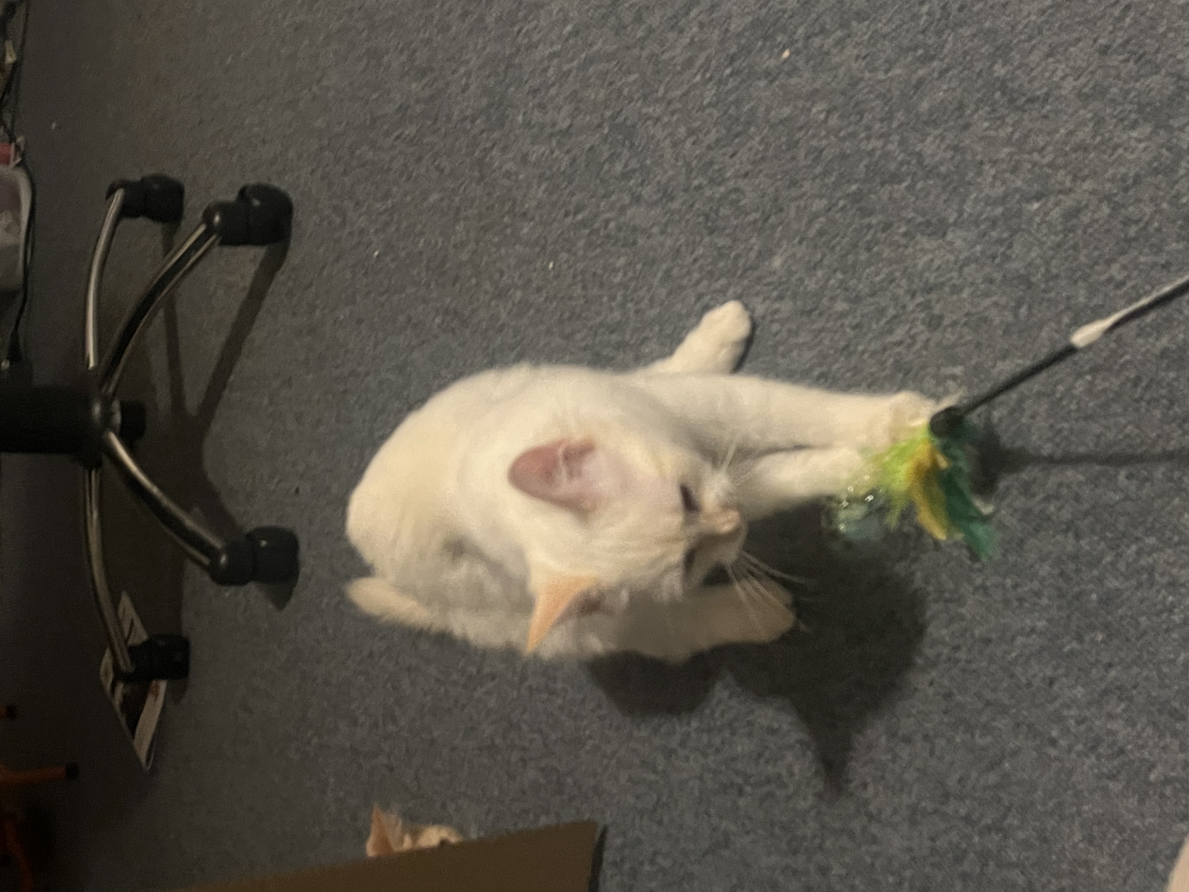 image-12