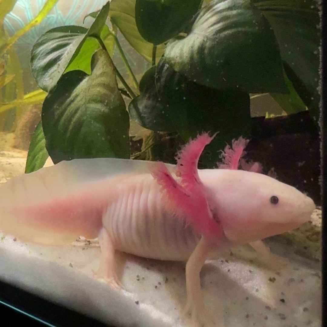 Mushu