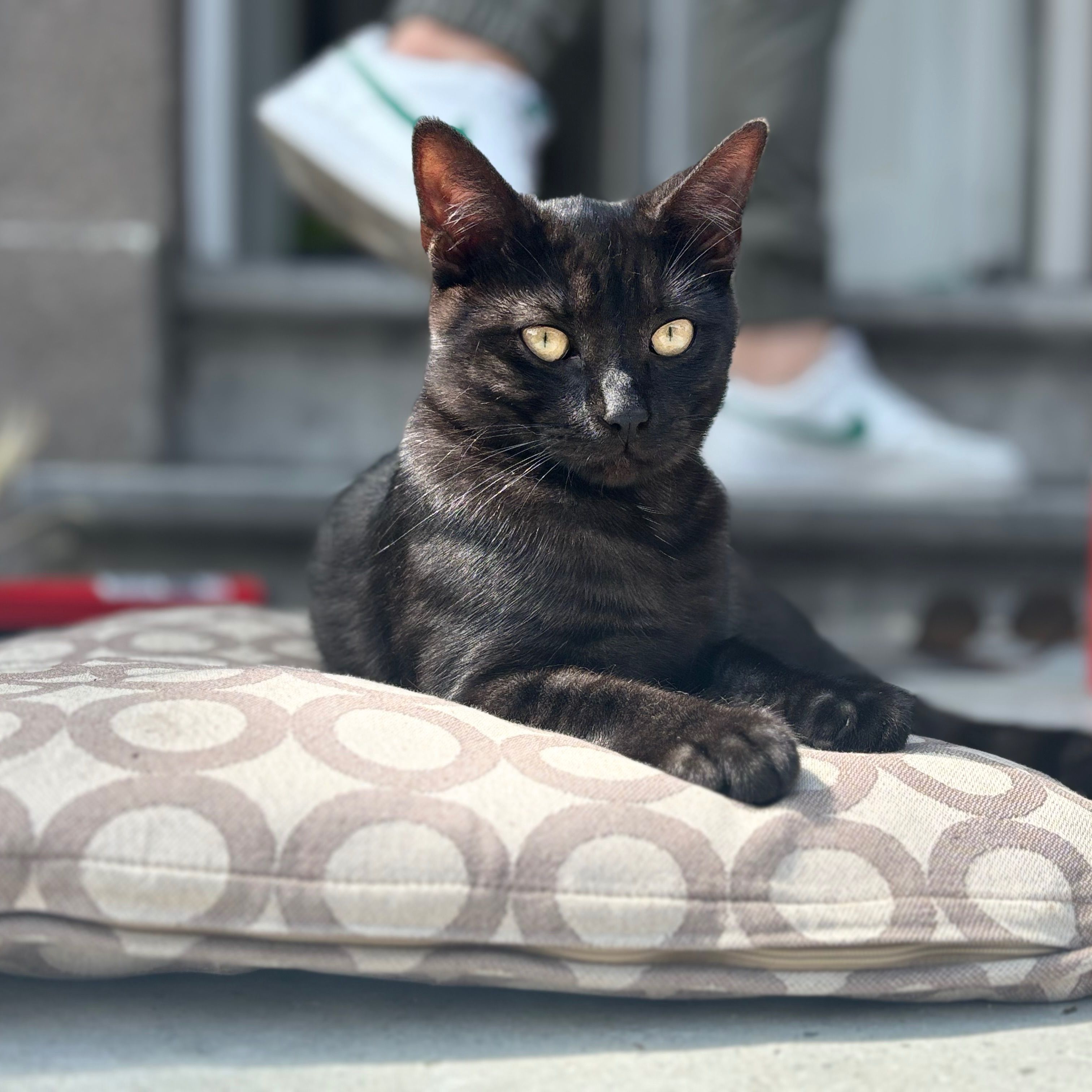 Mimi