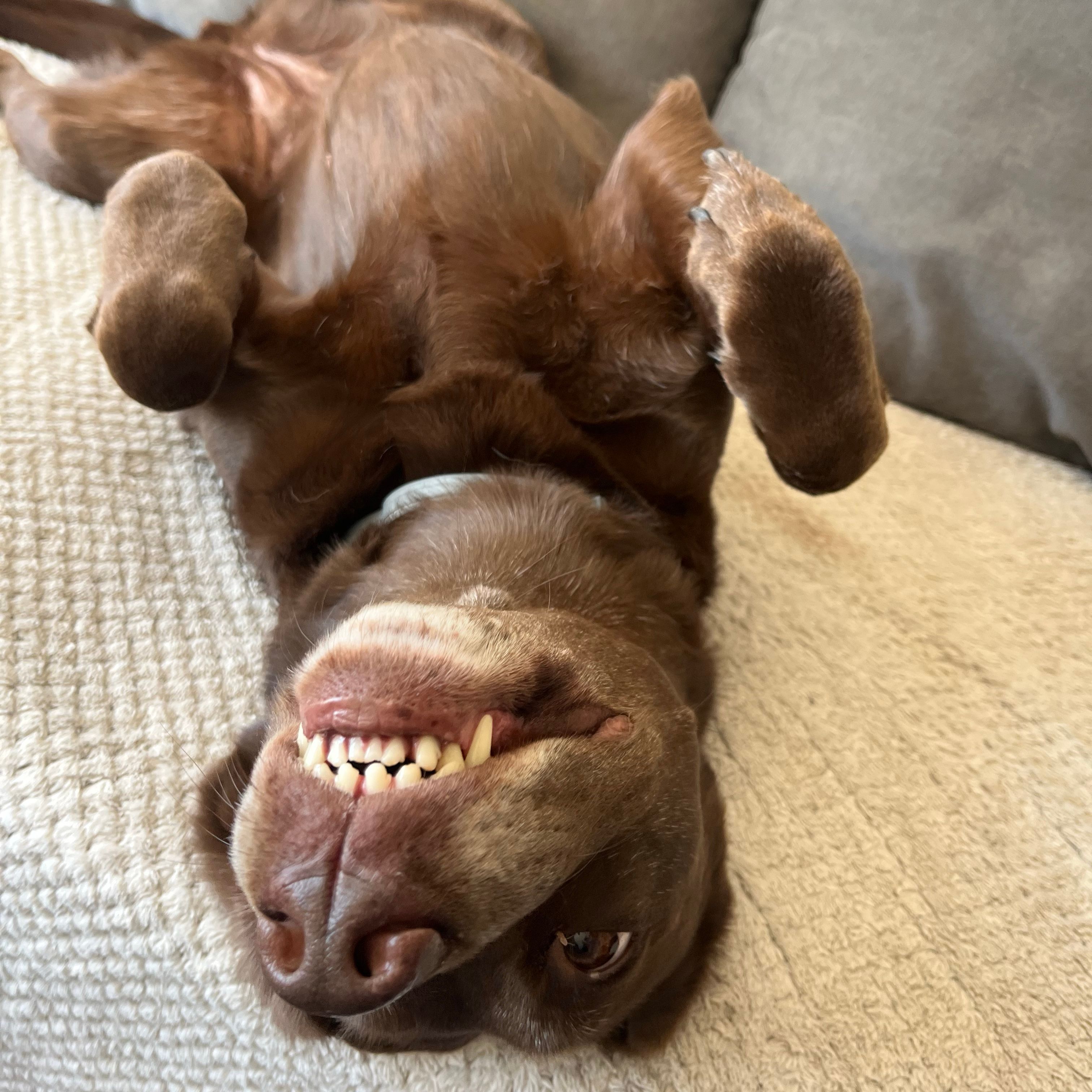 Bella