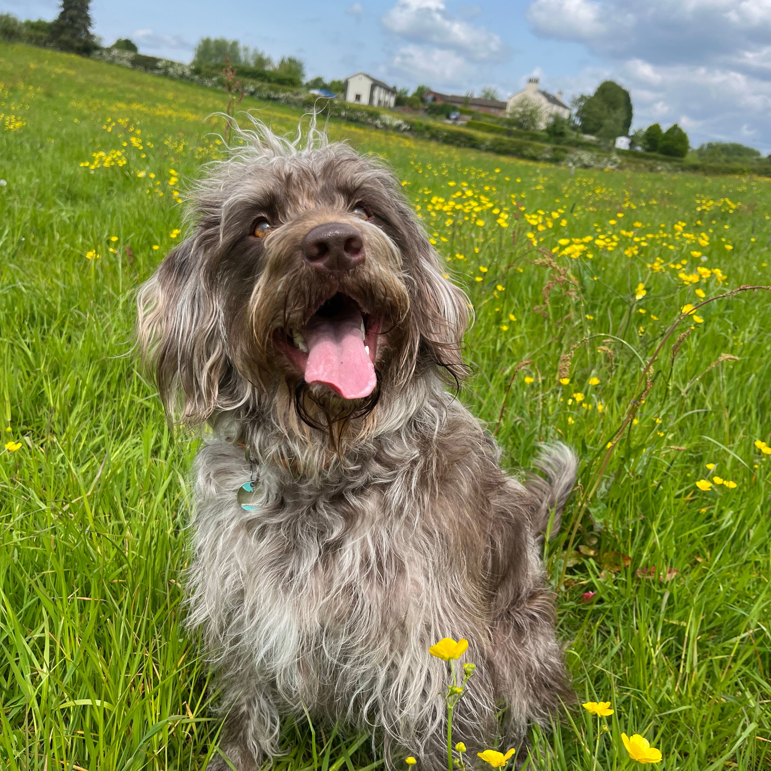 Willow