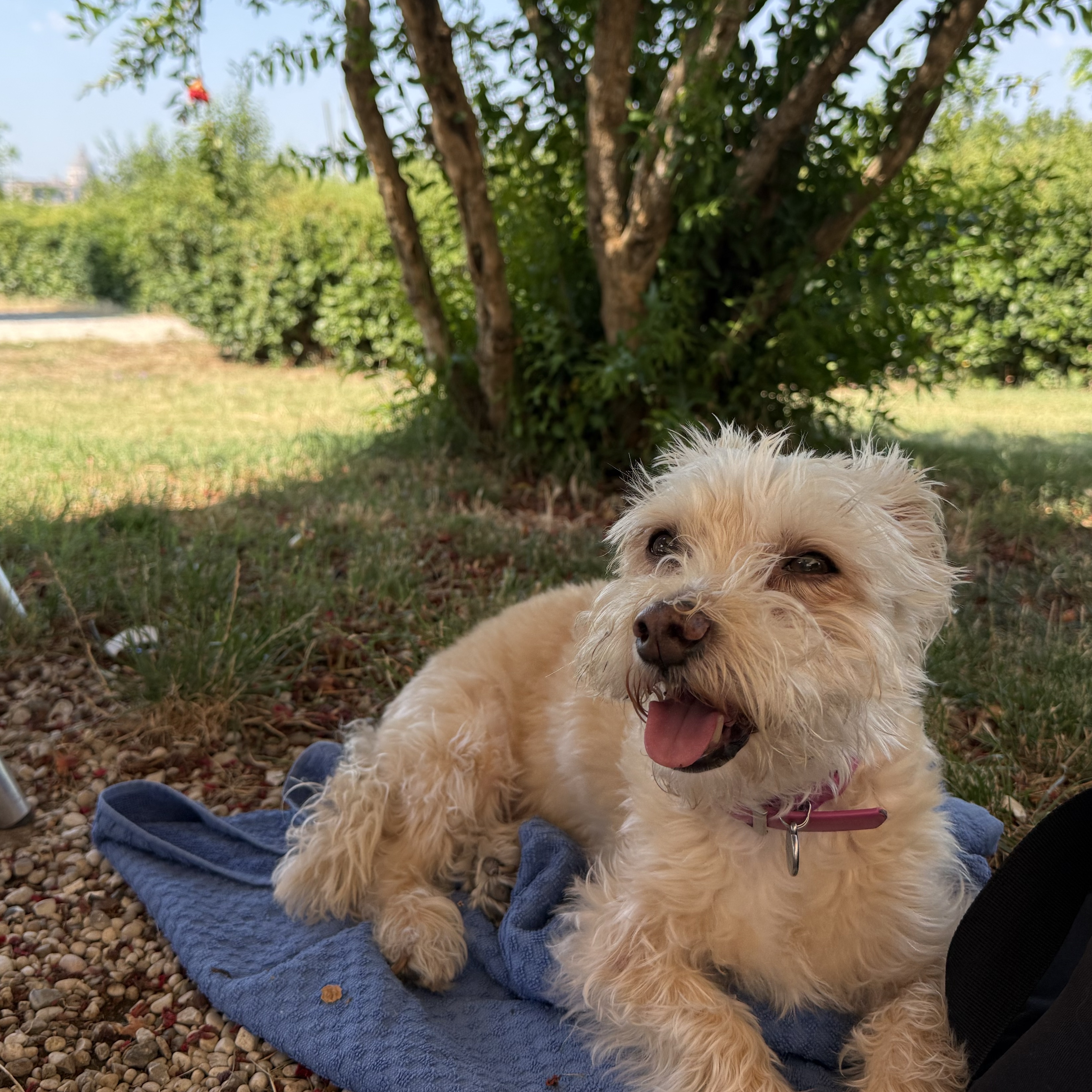 sophie
