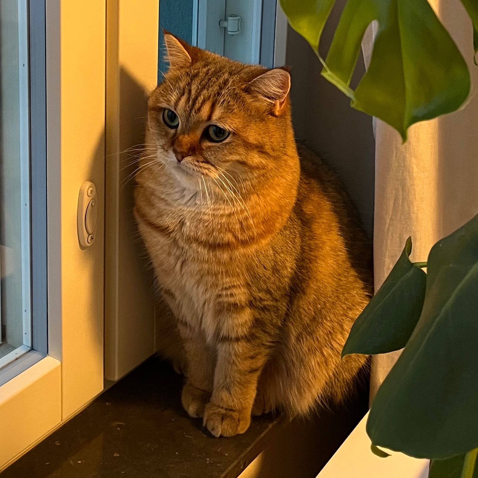 Nusha