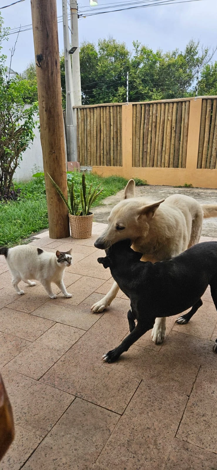 image-10