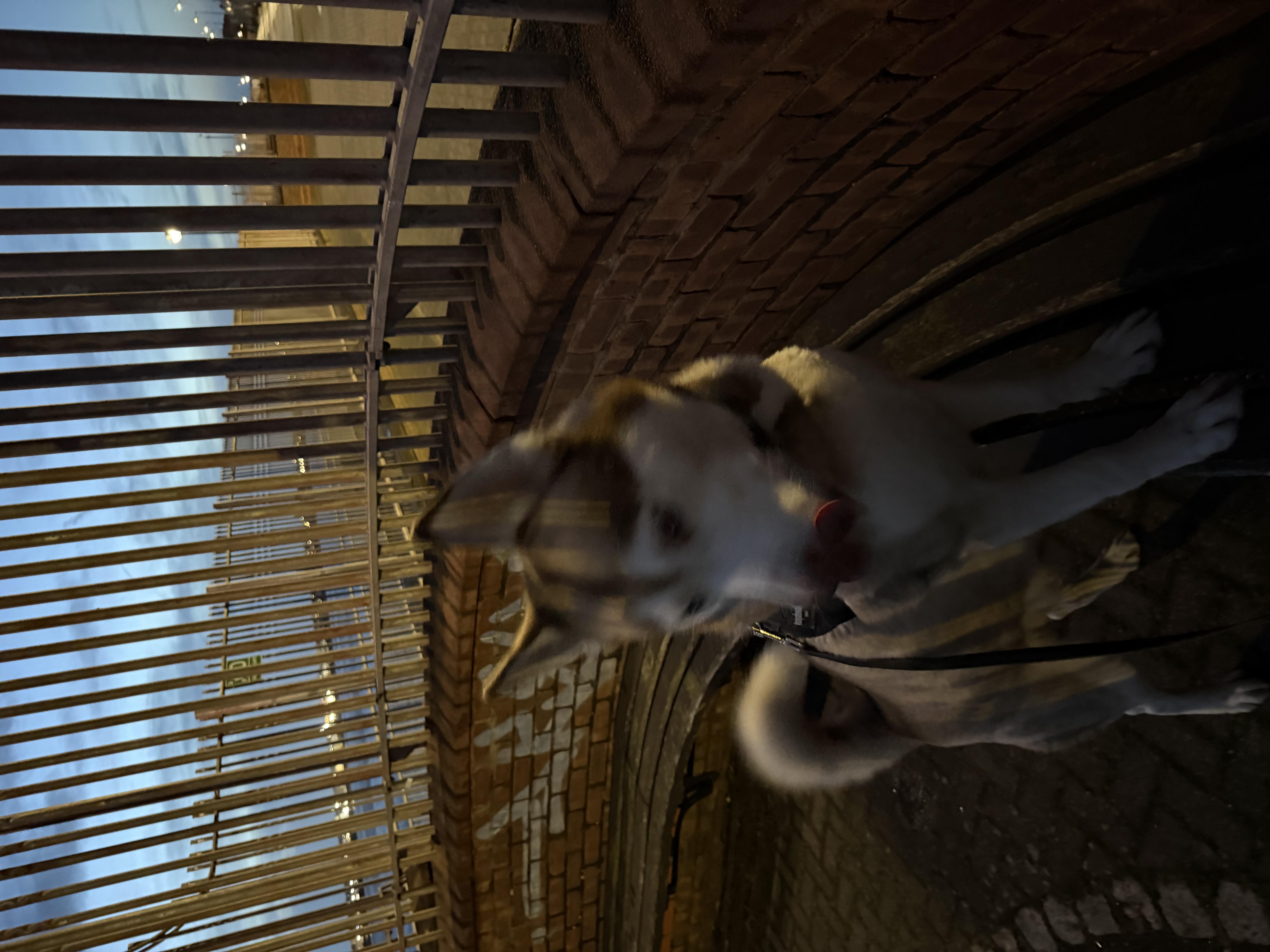 image-7