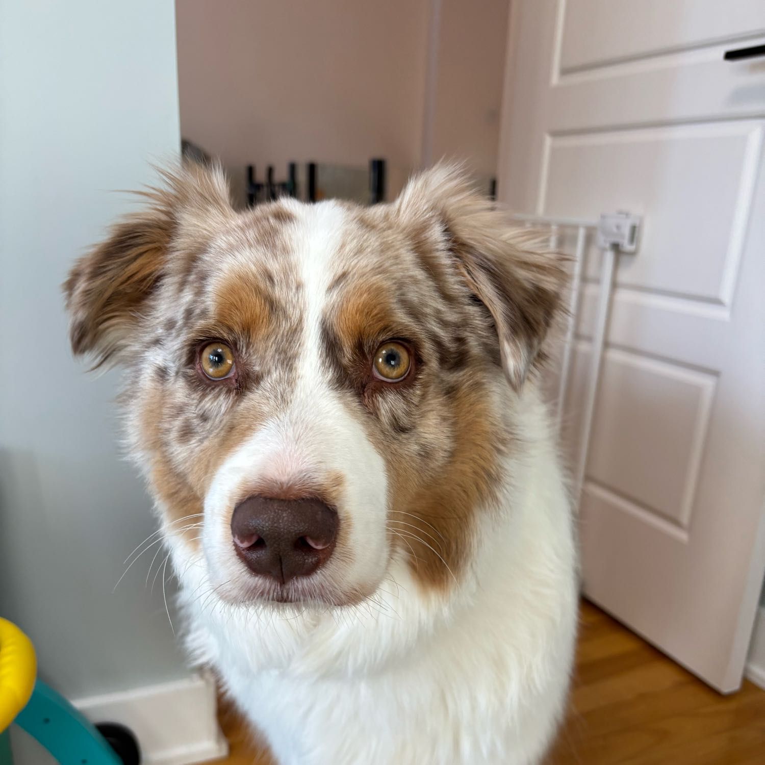Léo