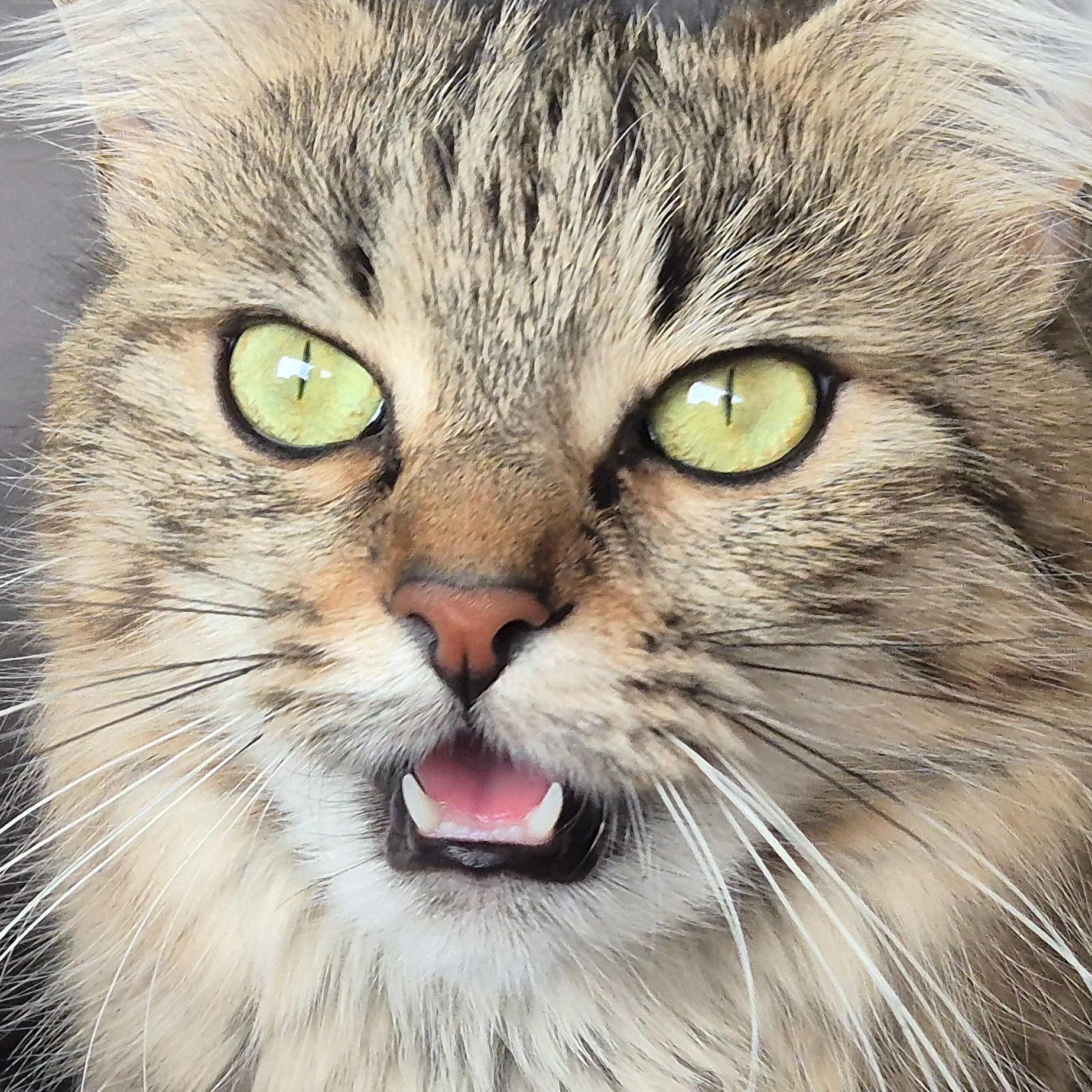 Nina