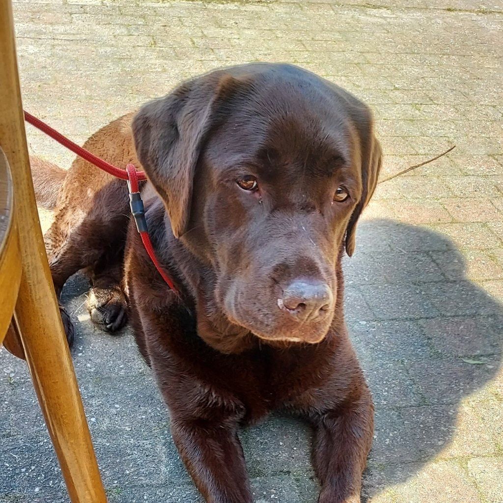 Pippa