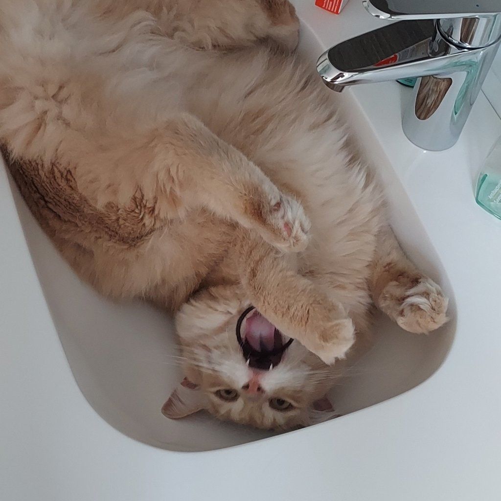 Oscar