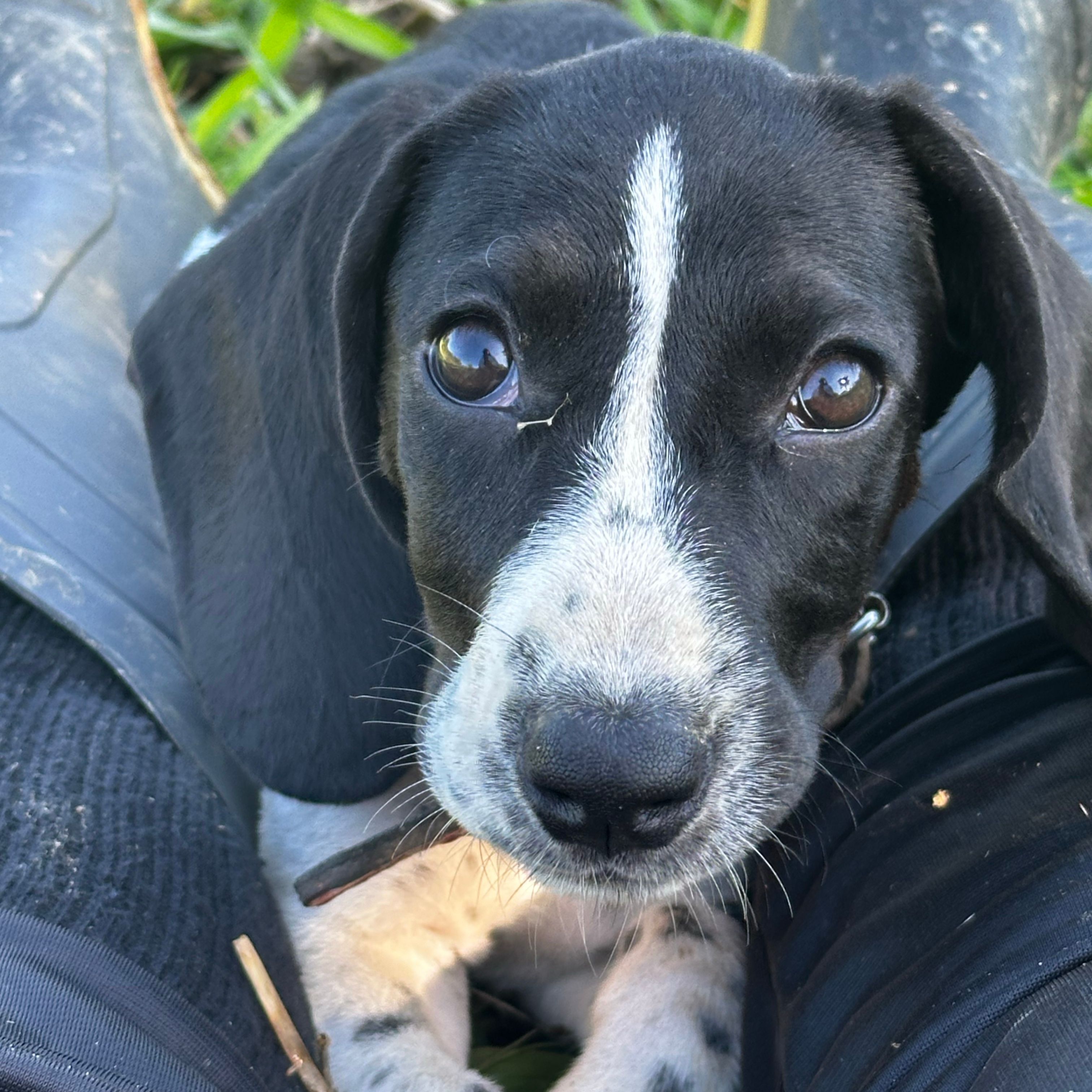 Zuri