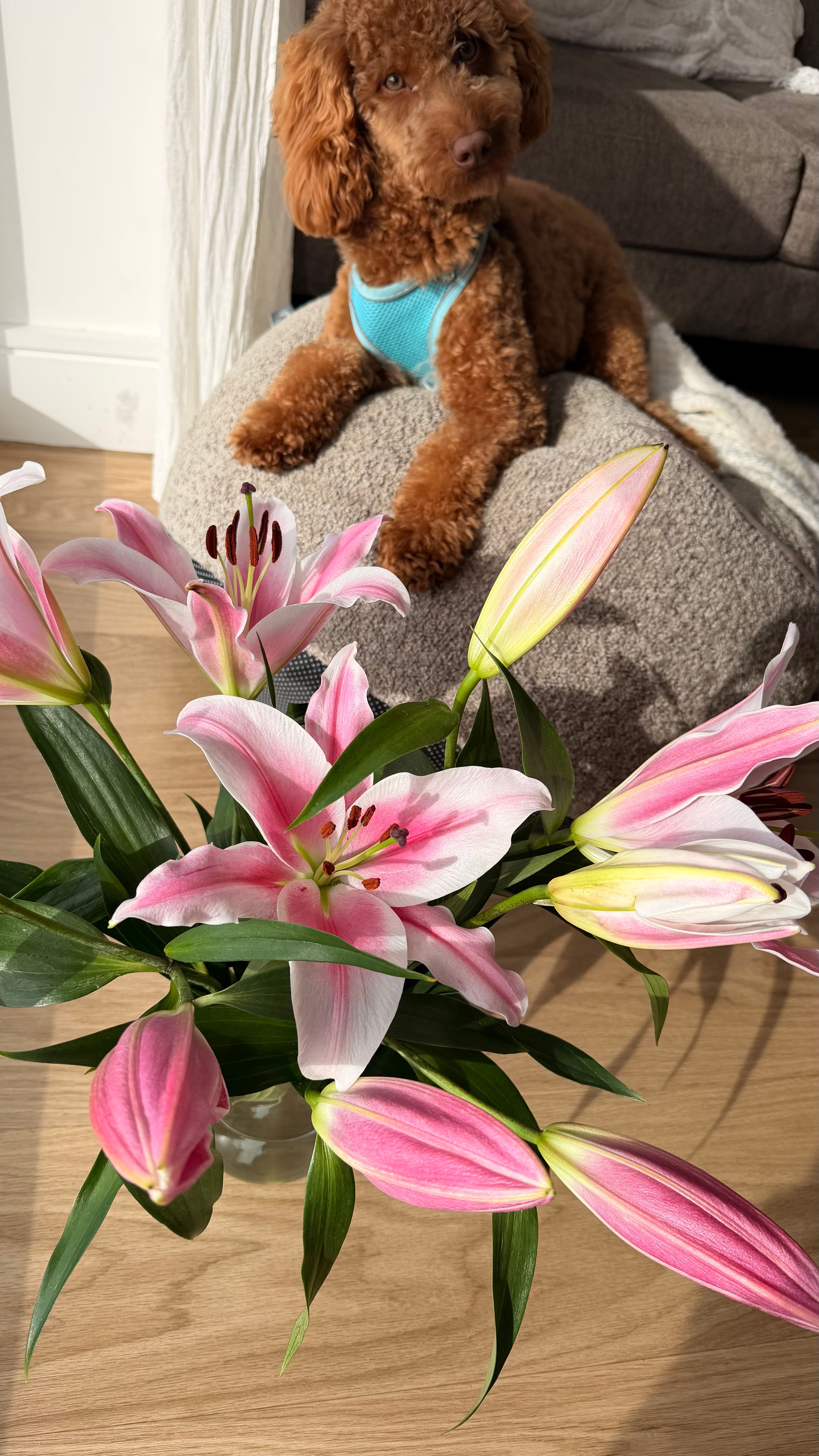 image-12