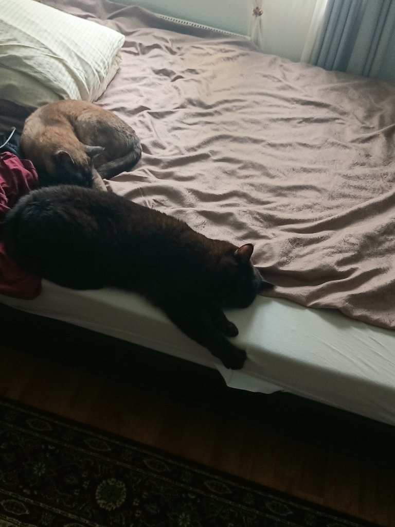 Chico und Simba