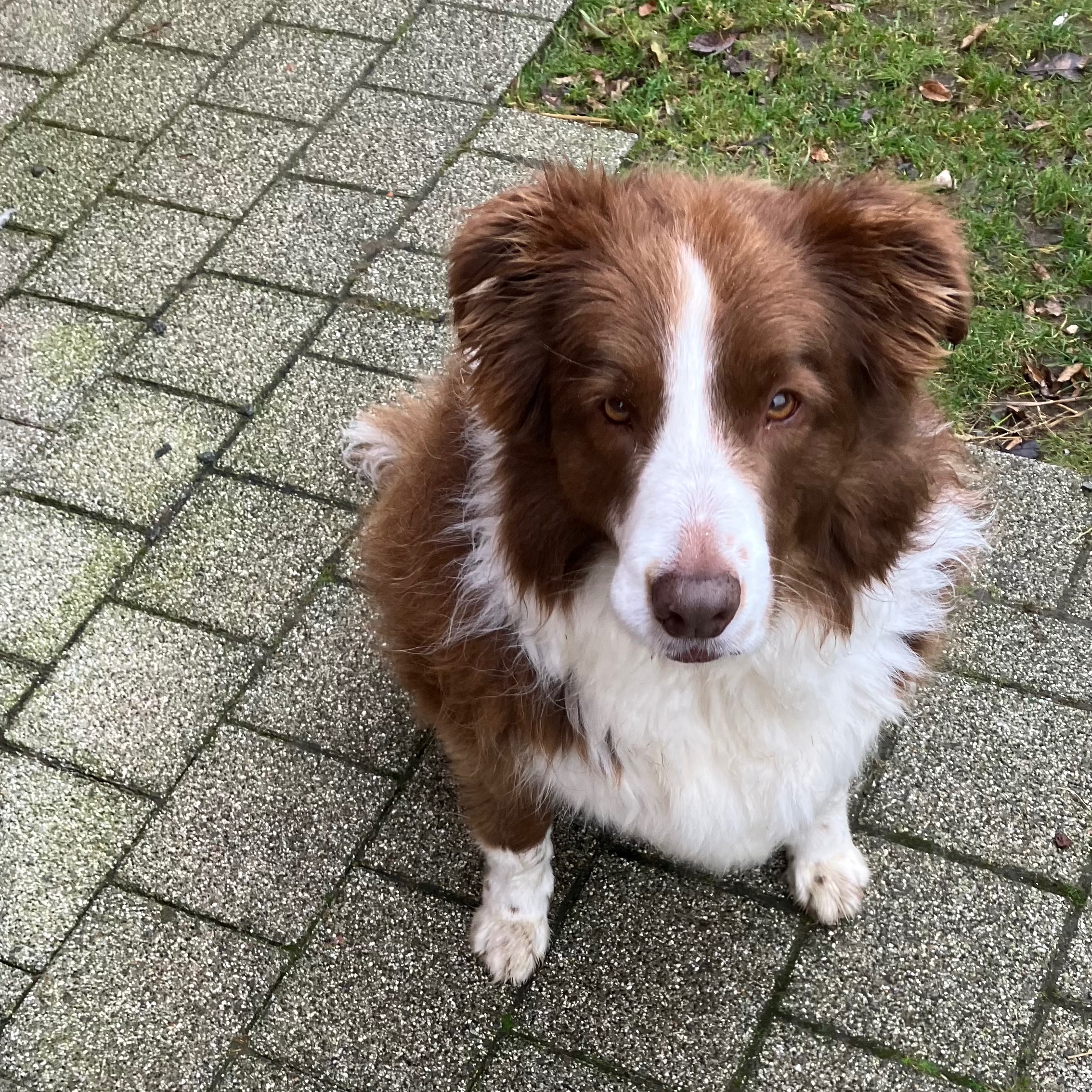 Lieve