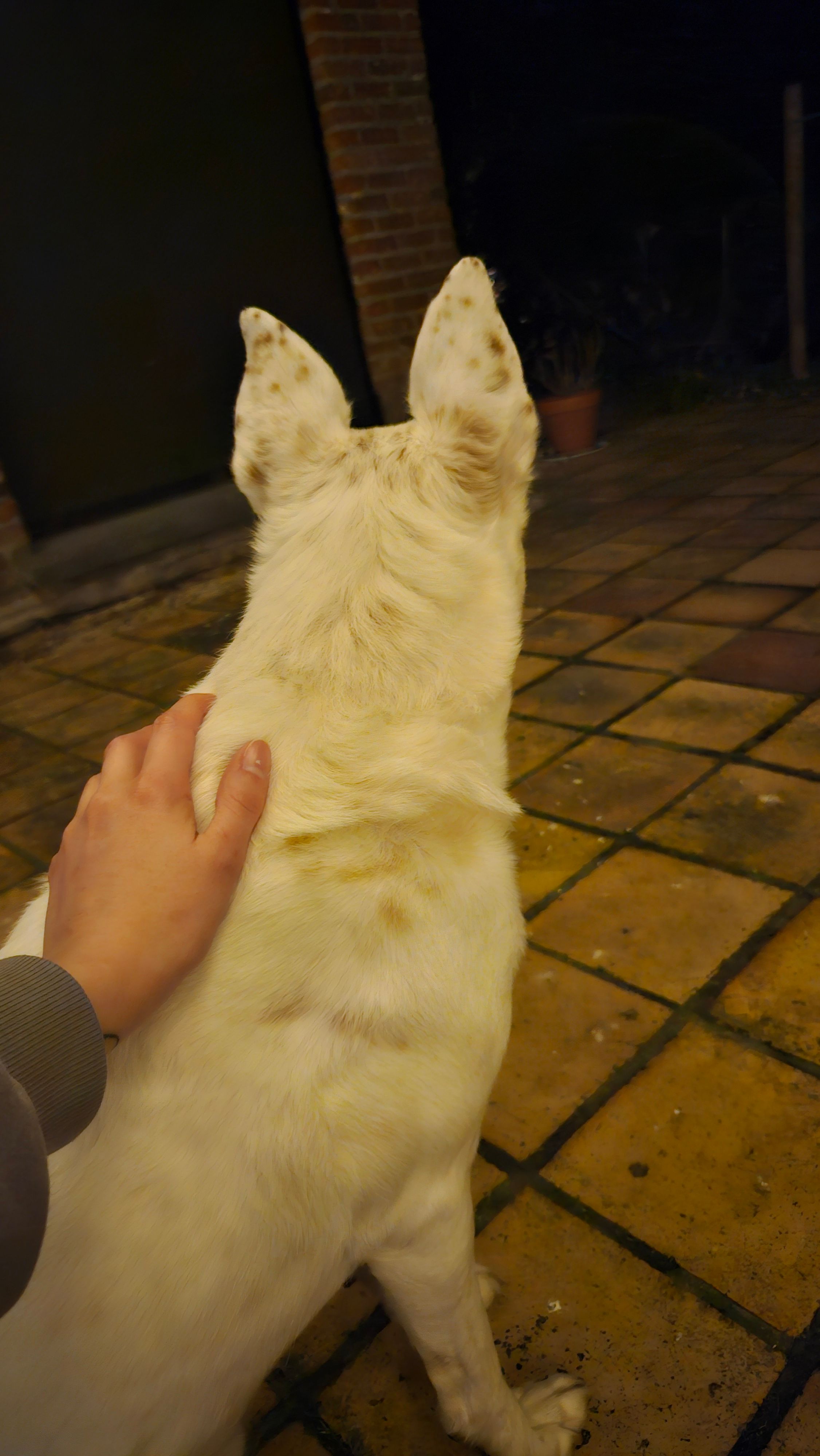 image-8