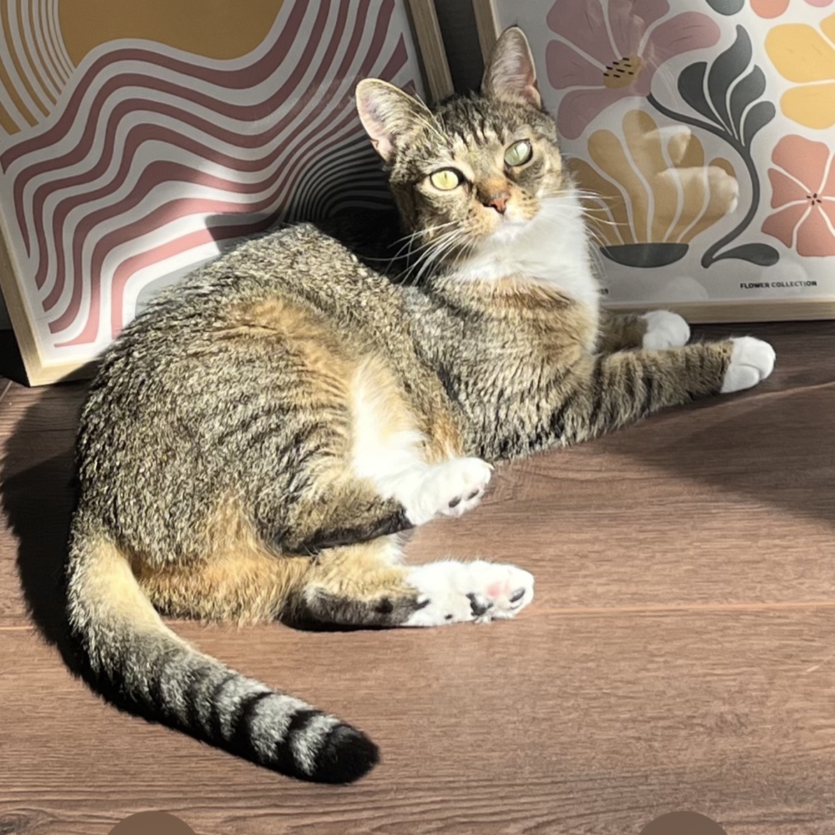 Arya