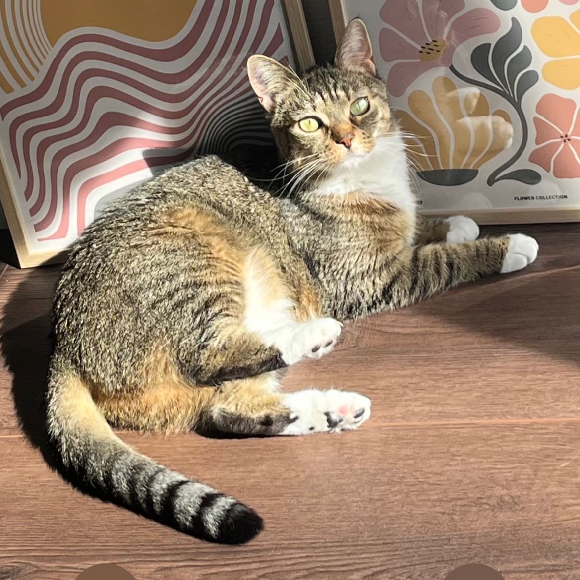 Arya
