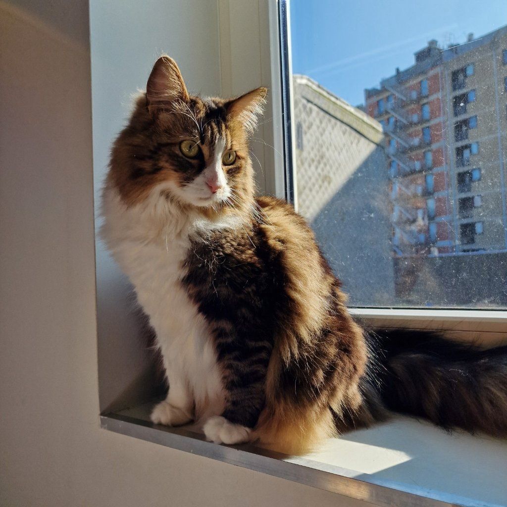 Zora