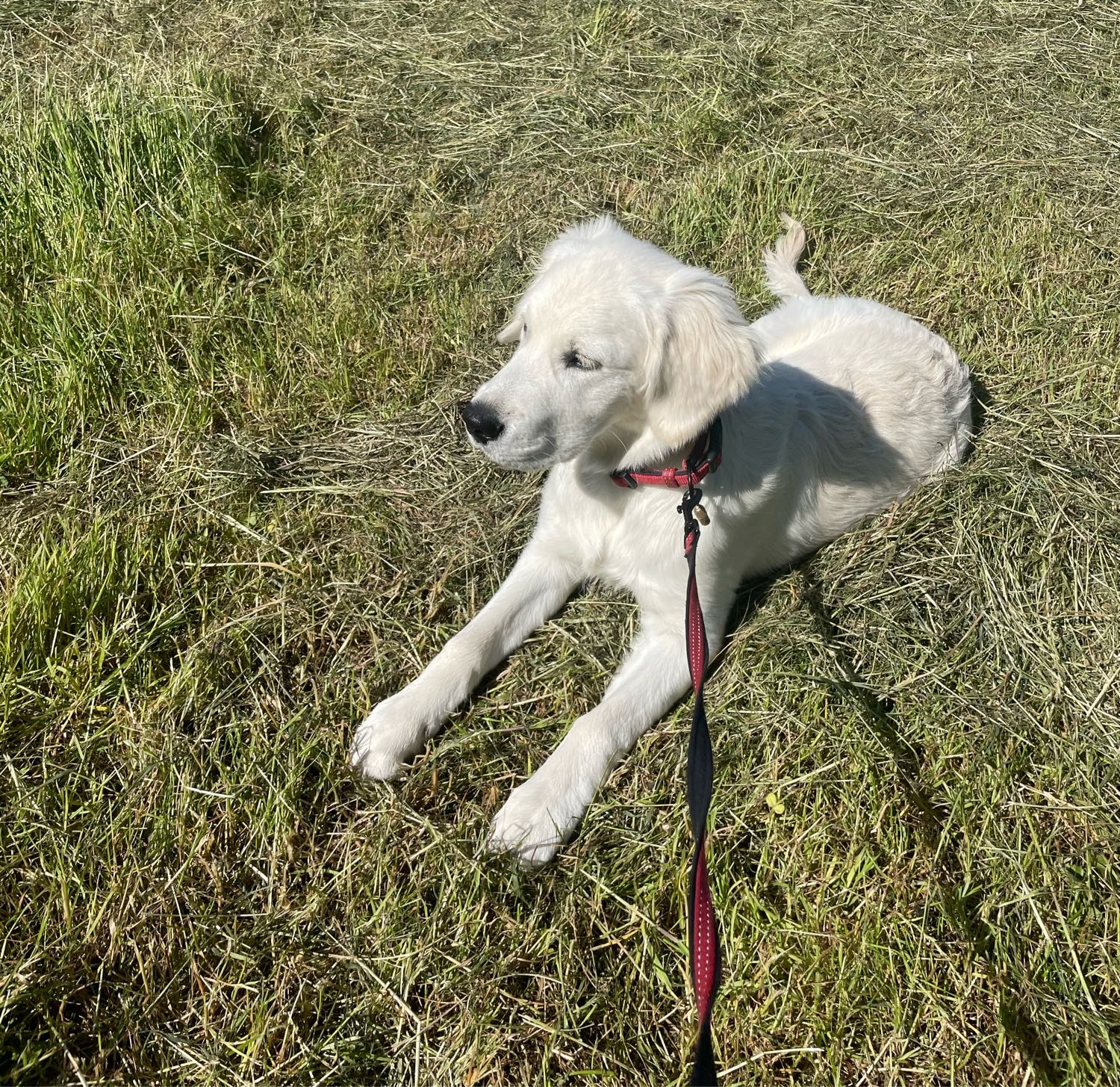 image-1