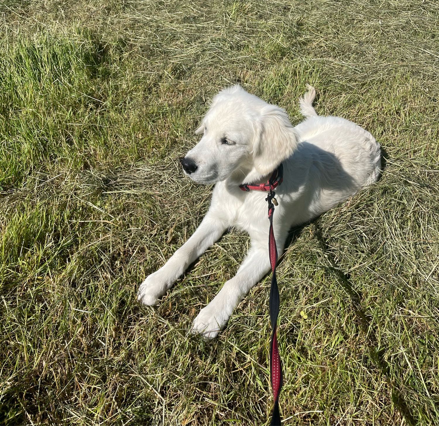 image-1