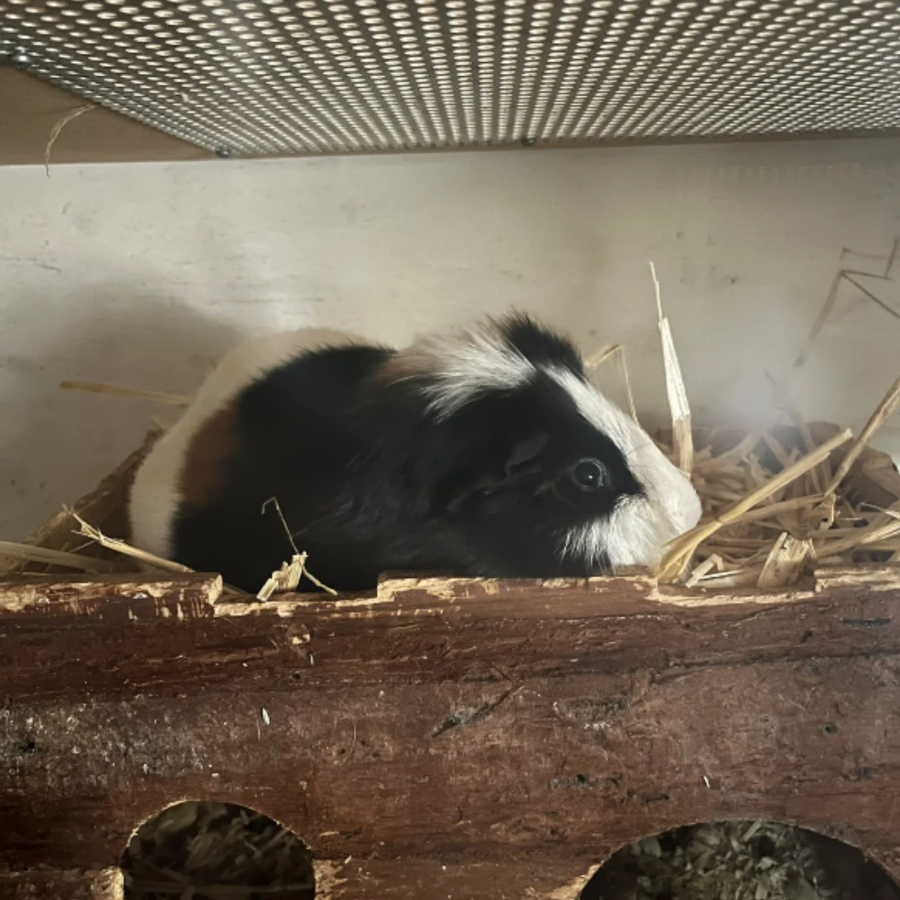 Cookie