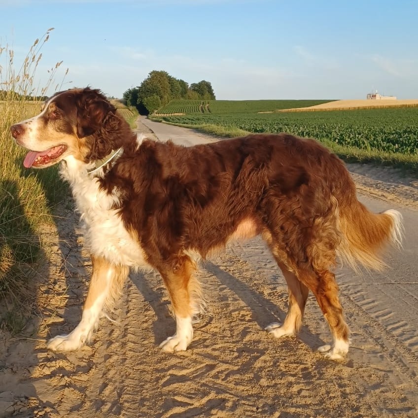 Lex