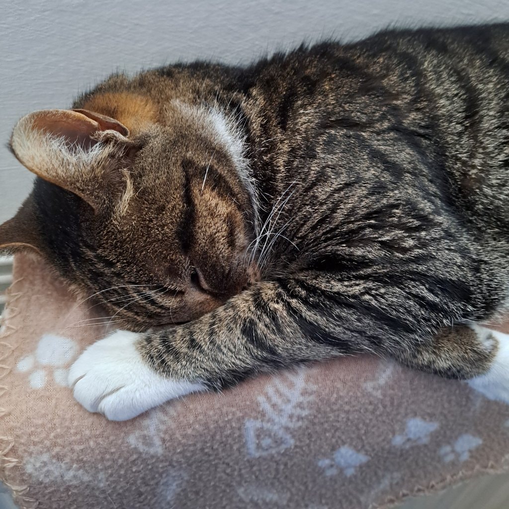 Bobby Socks