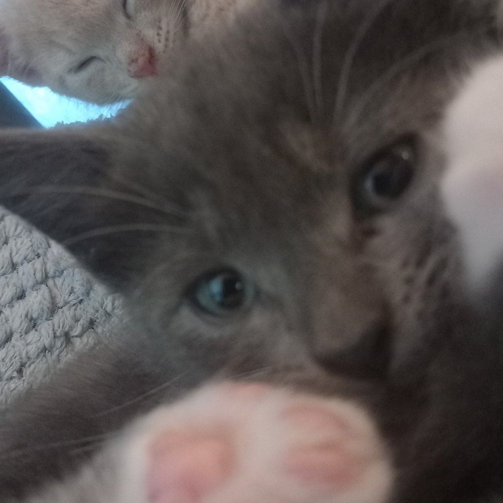 Sooty