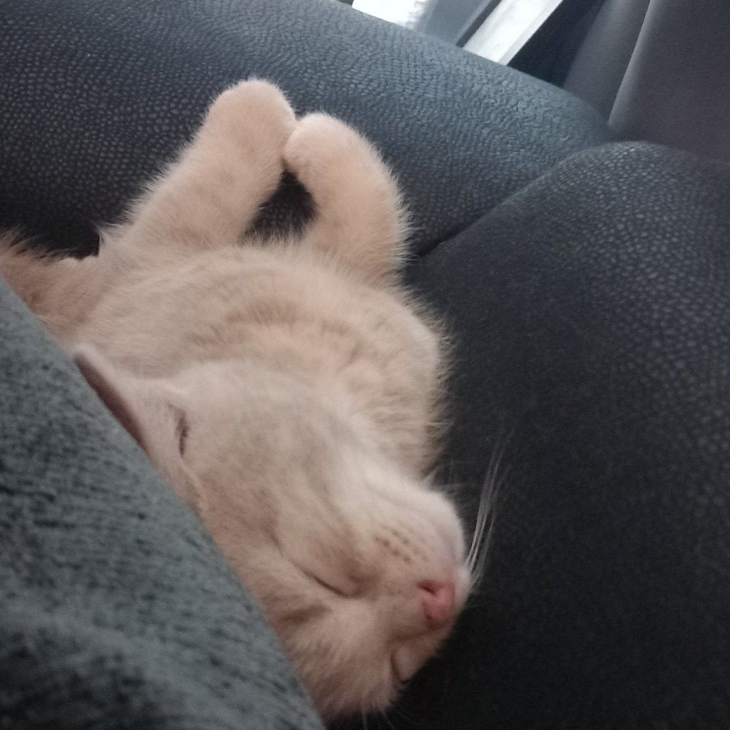 Simba