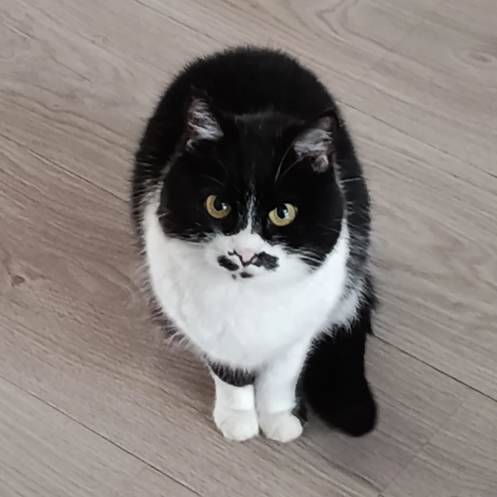 Poes
