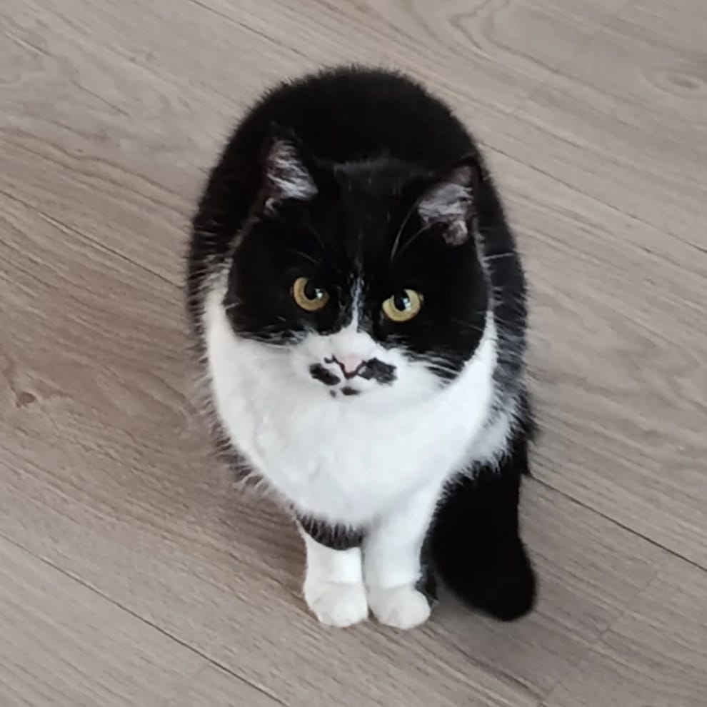 Poes