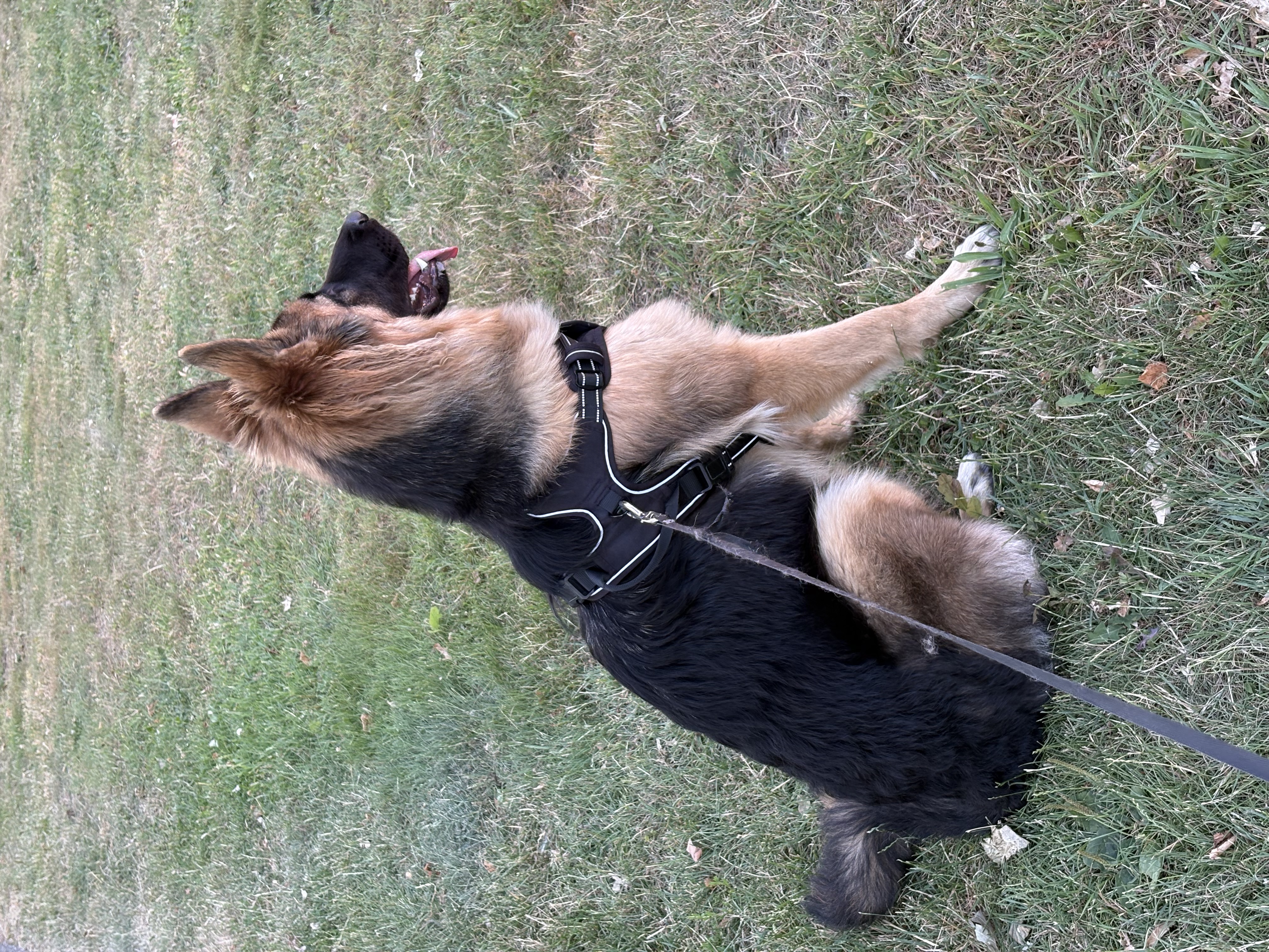 image-20
