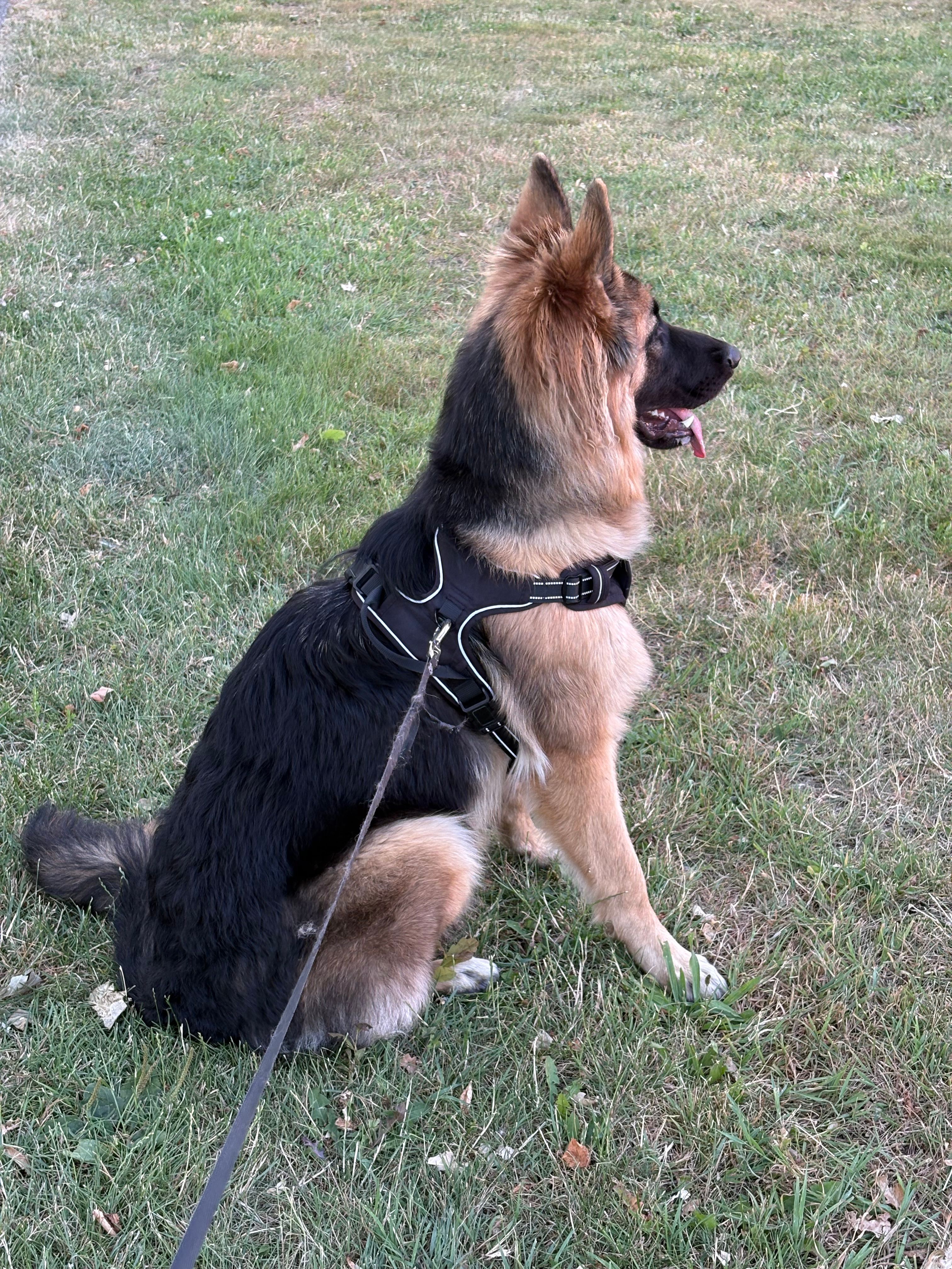 image-20