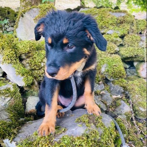 Rolo