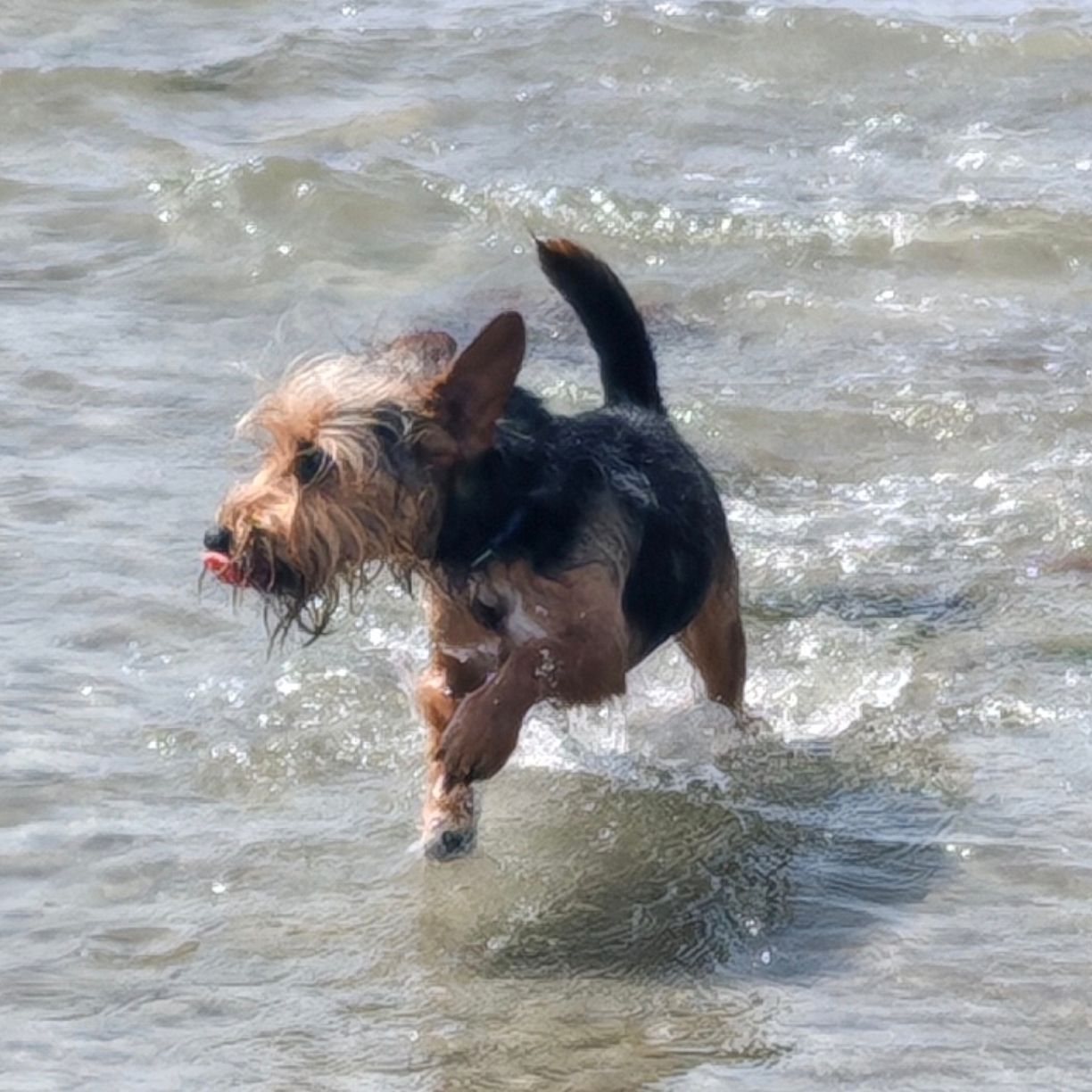 Rudi 