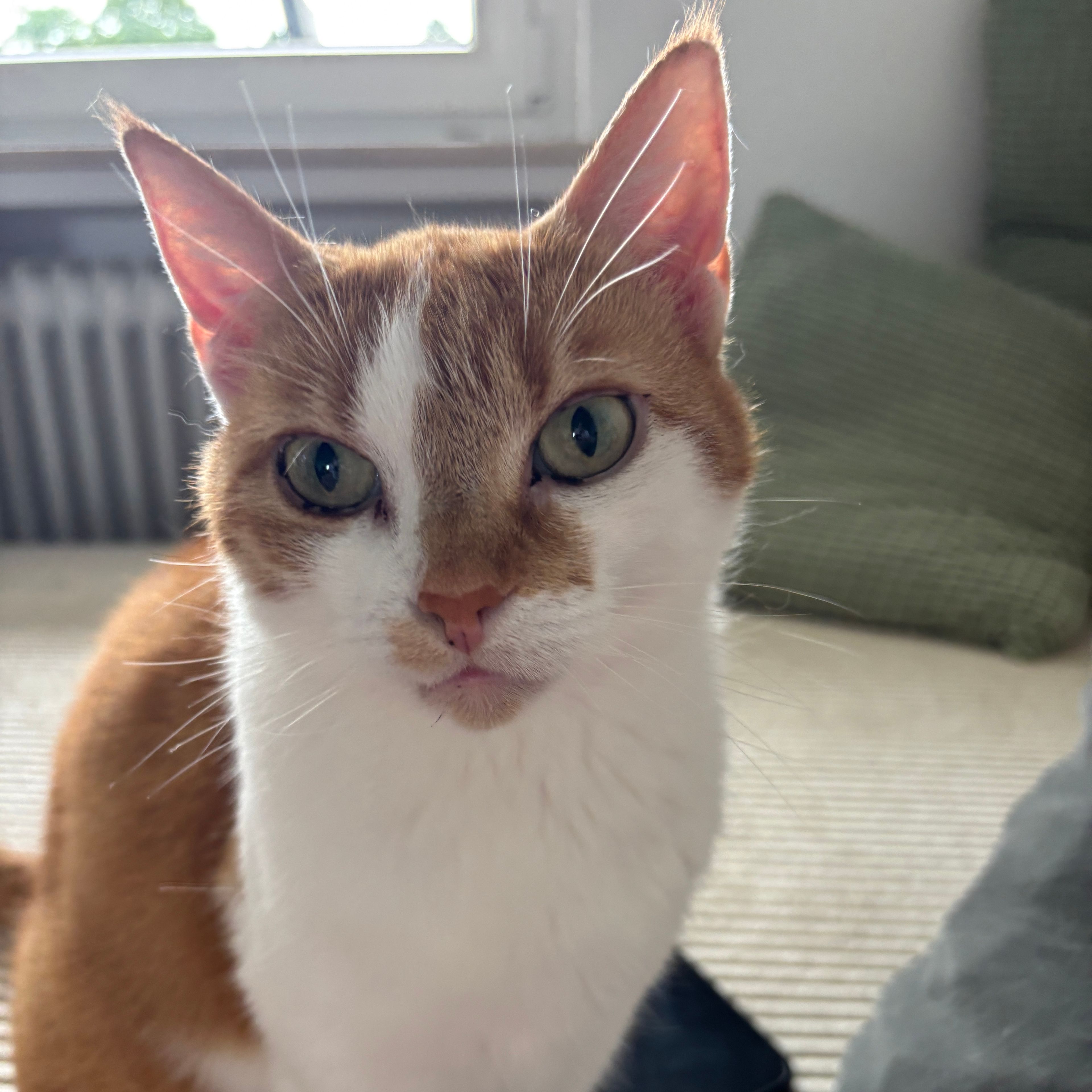 Kali