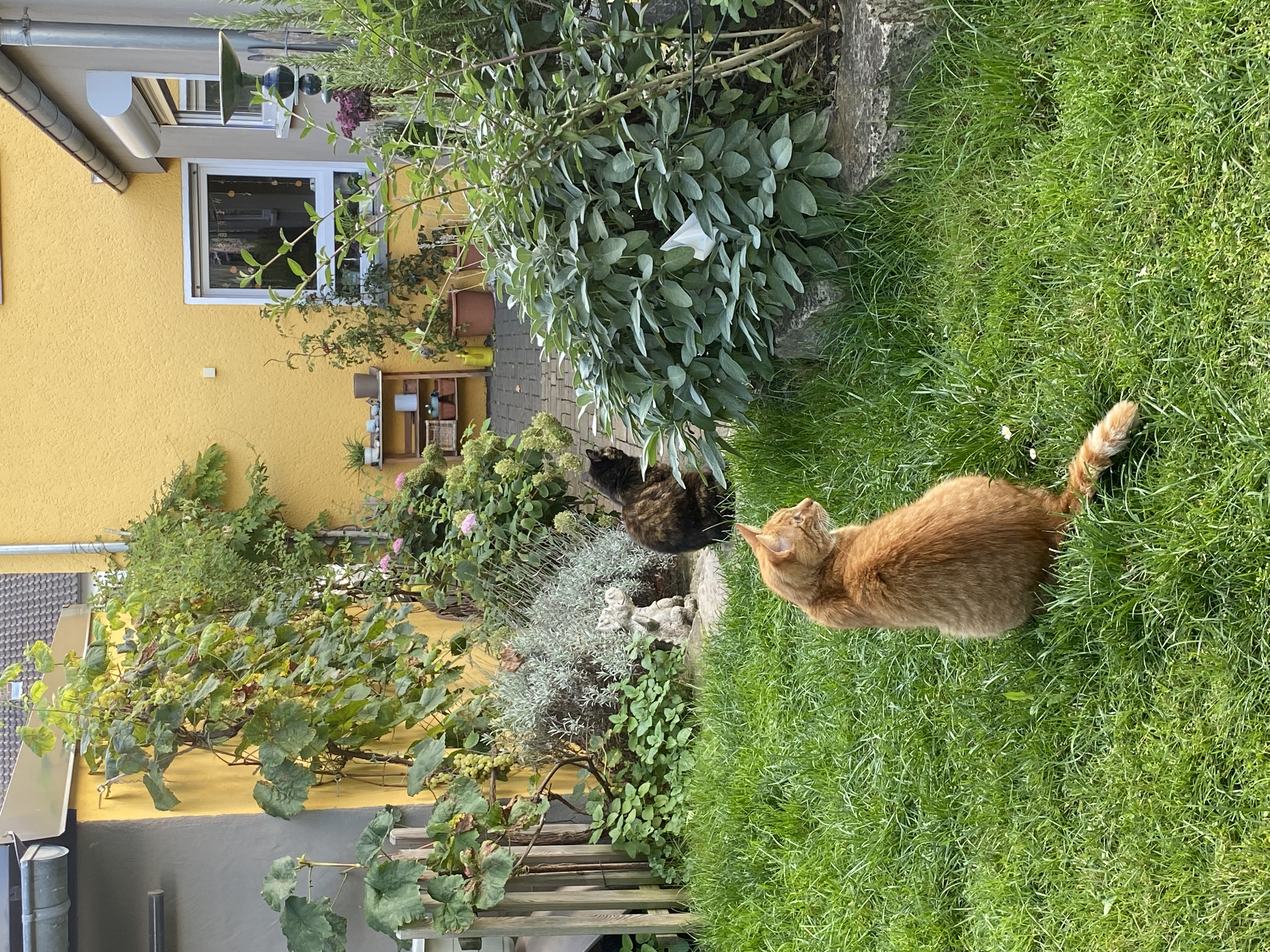 image-8