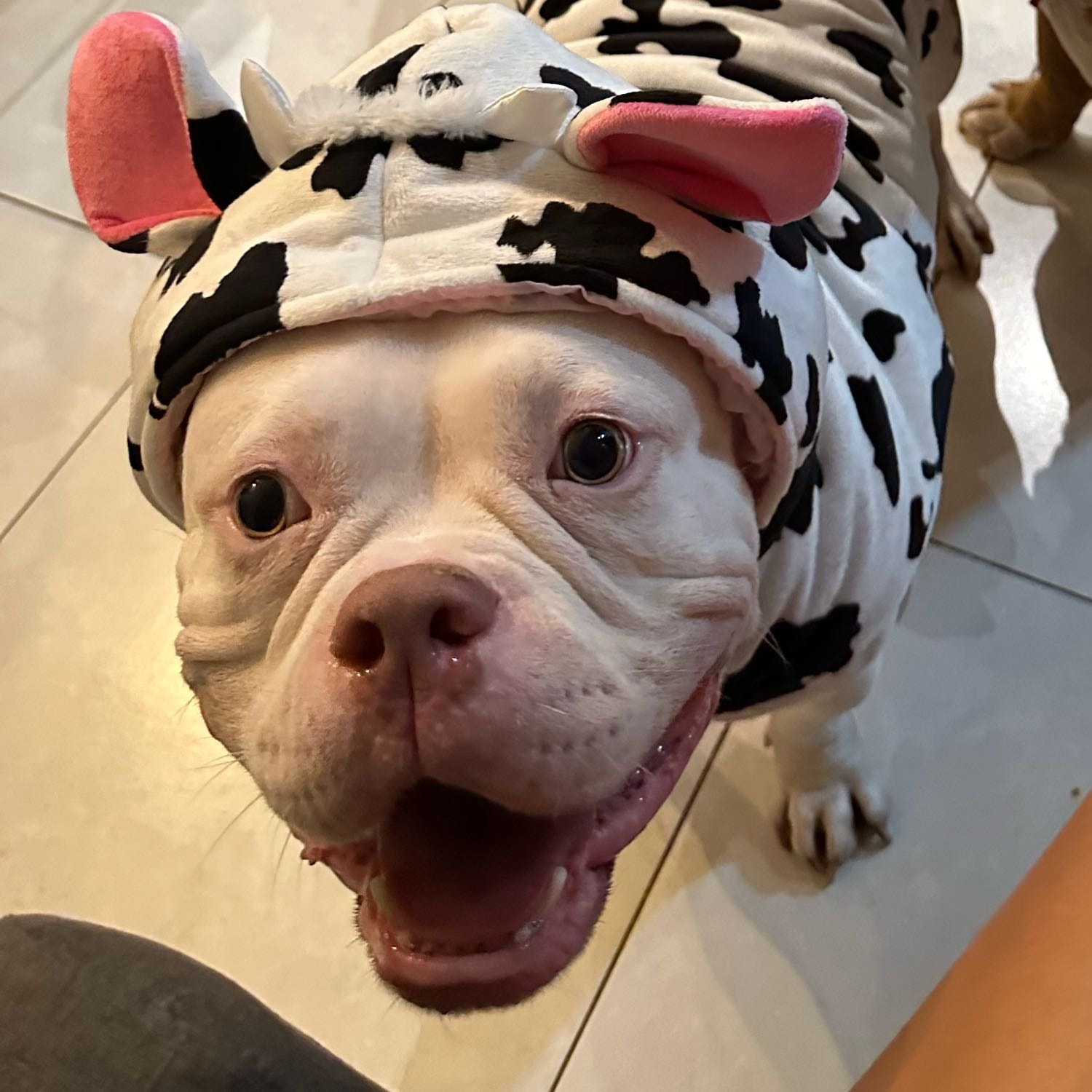 brisa