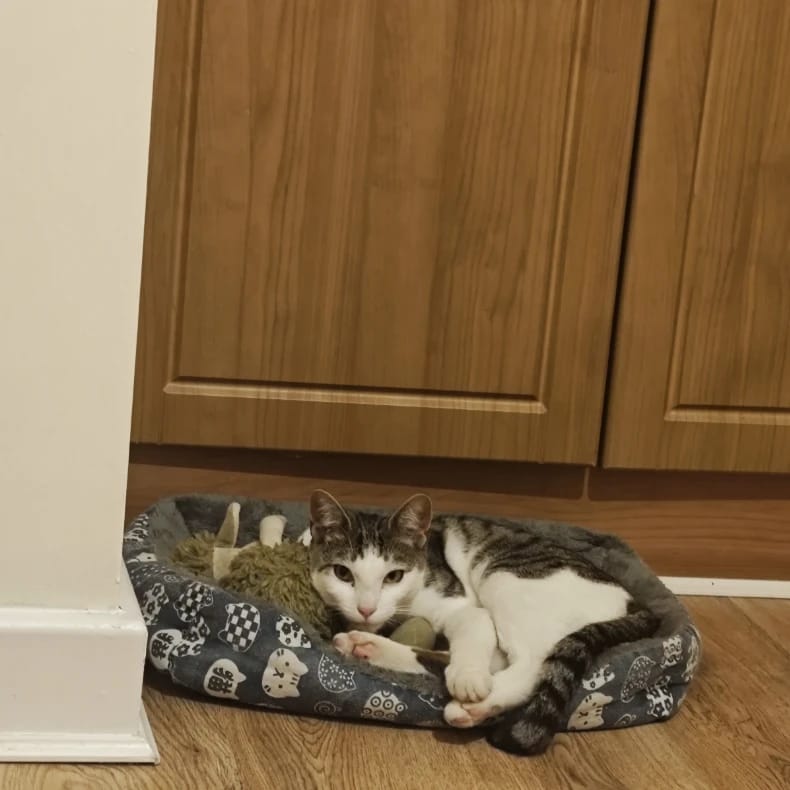 oreo