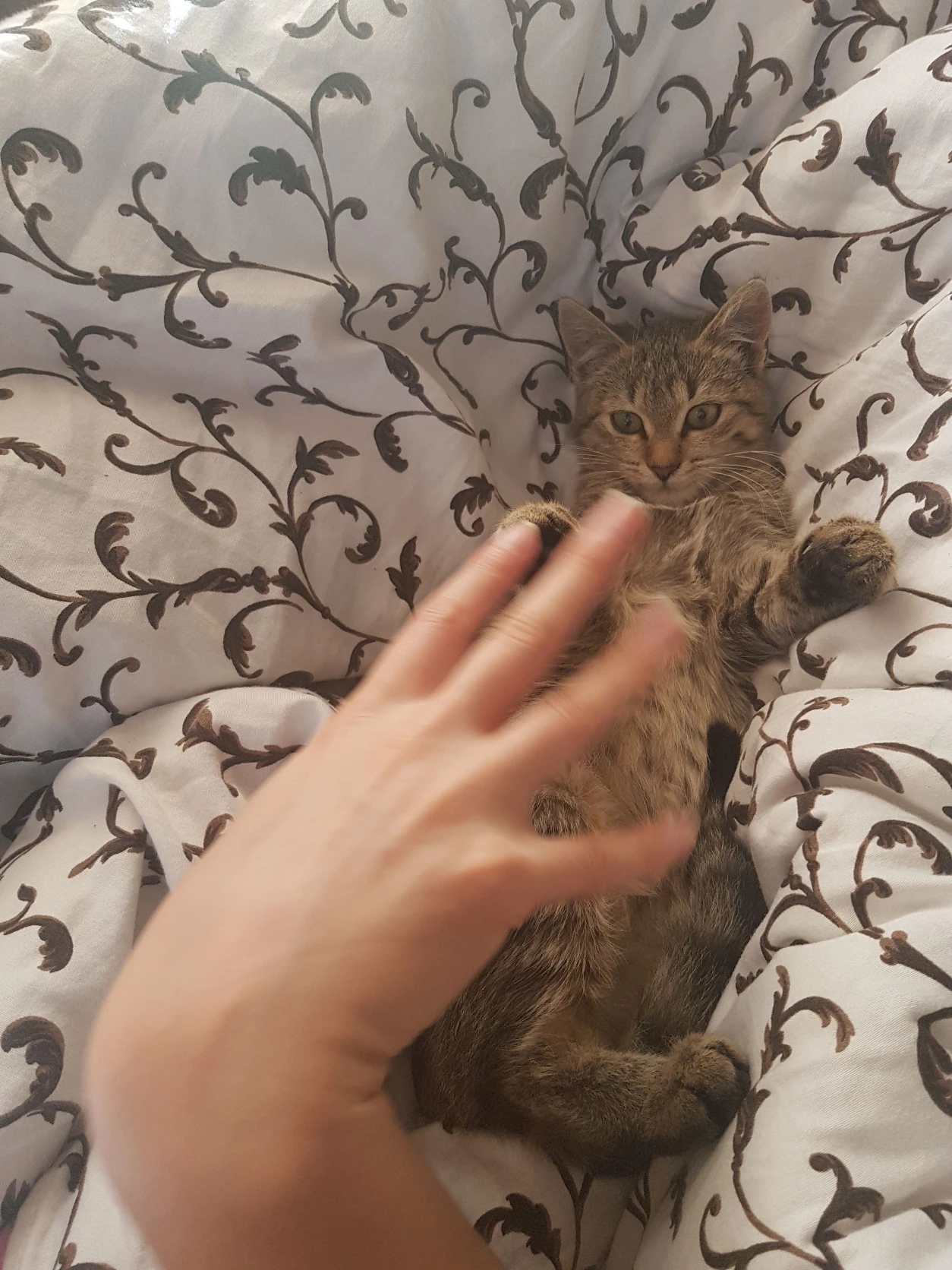 image-8
