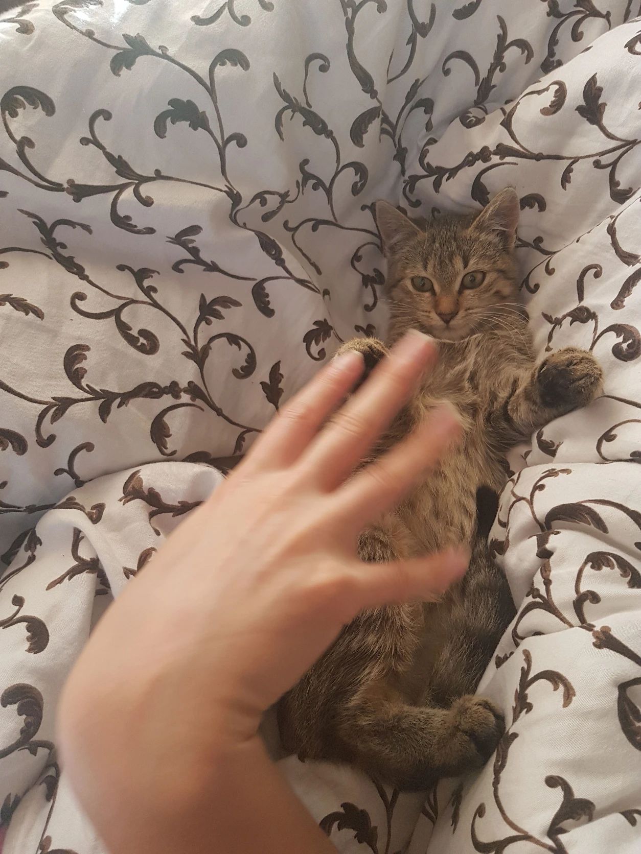image-8